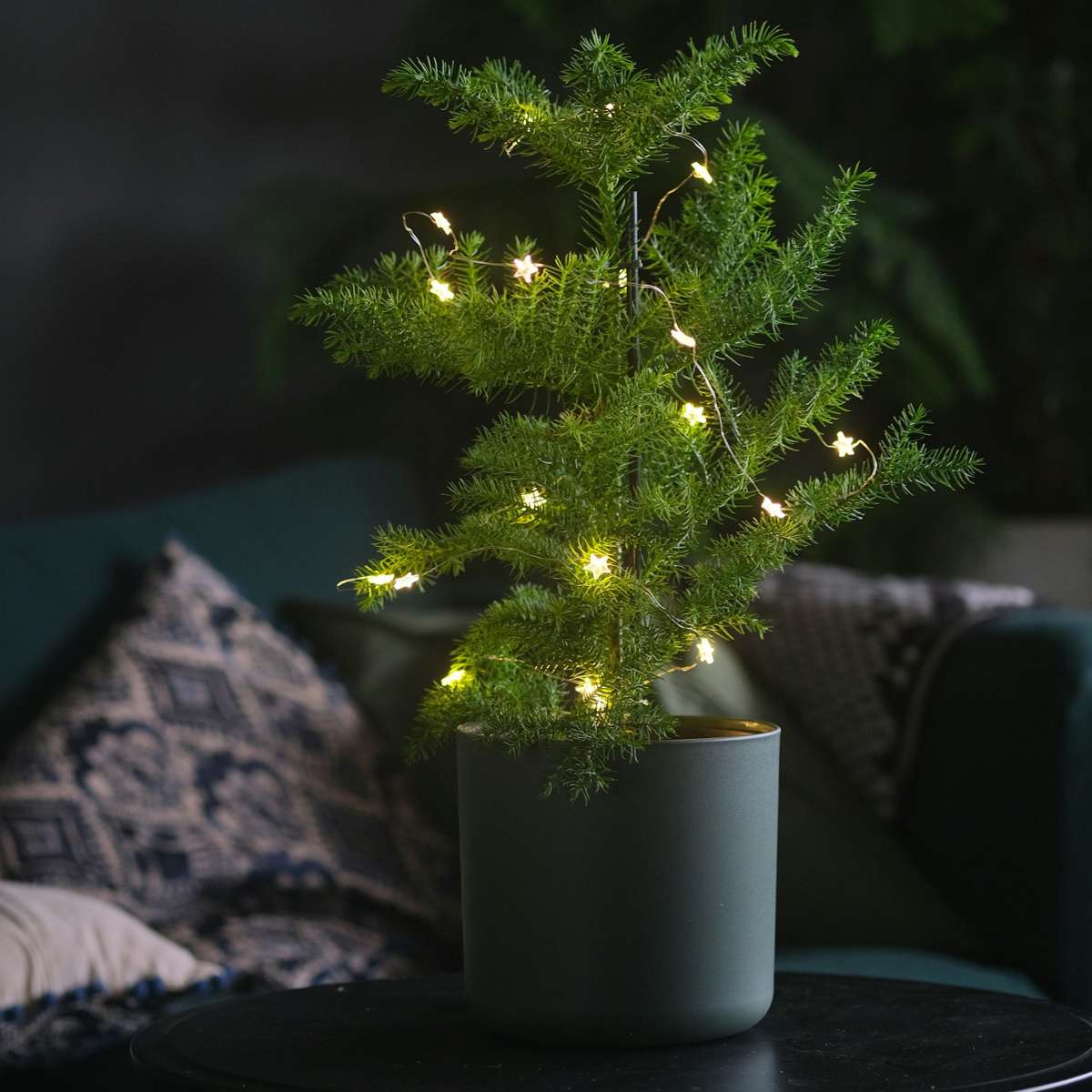 Pin de Norfolk - Araucaria heterophylla - Înălţime 50-60cm - ⌀17cm