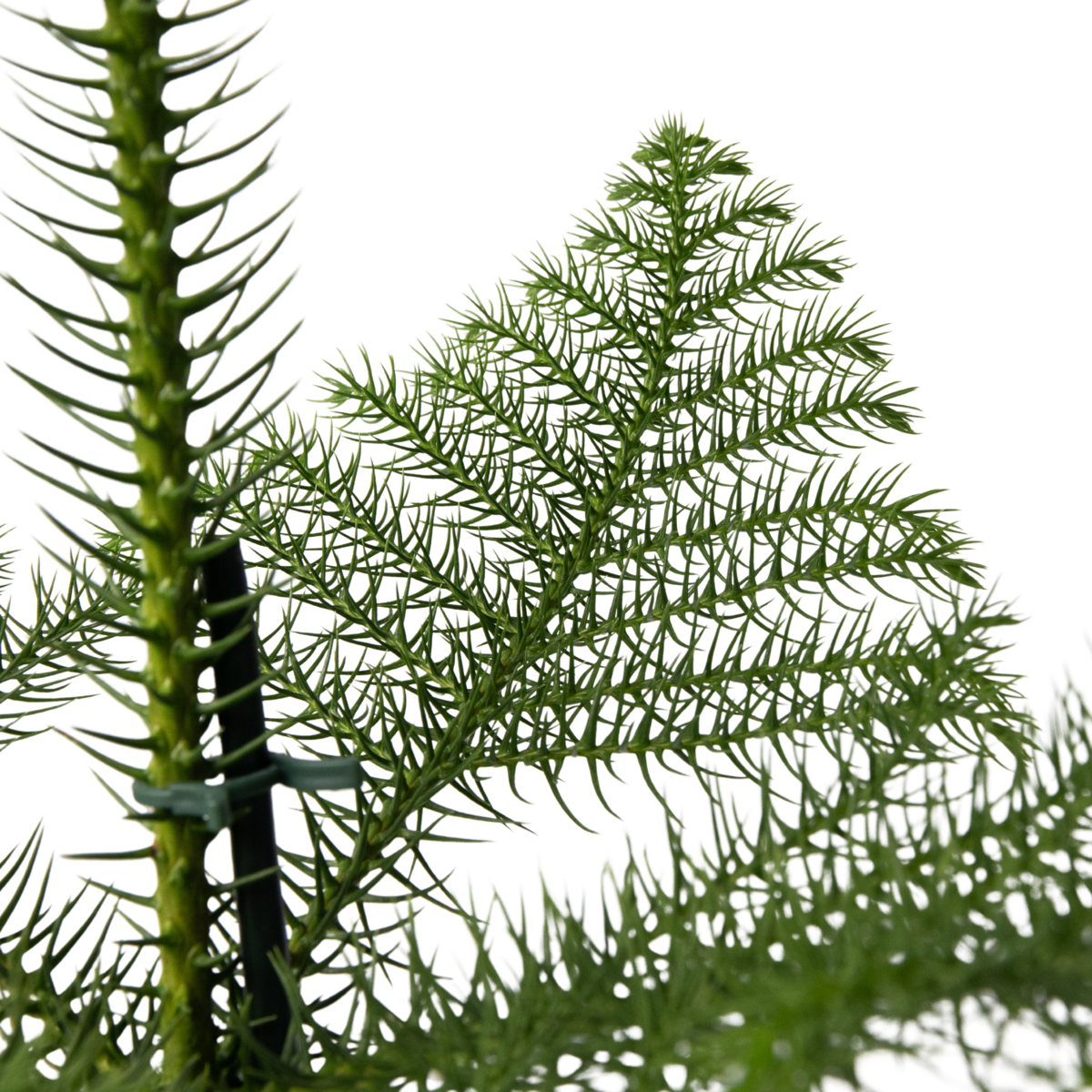 Pin de Norfolk - Araucaria heterophylla - Înălţime 50-60cm - ⌀17cm