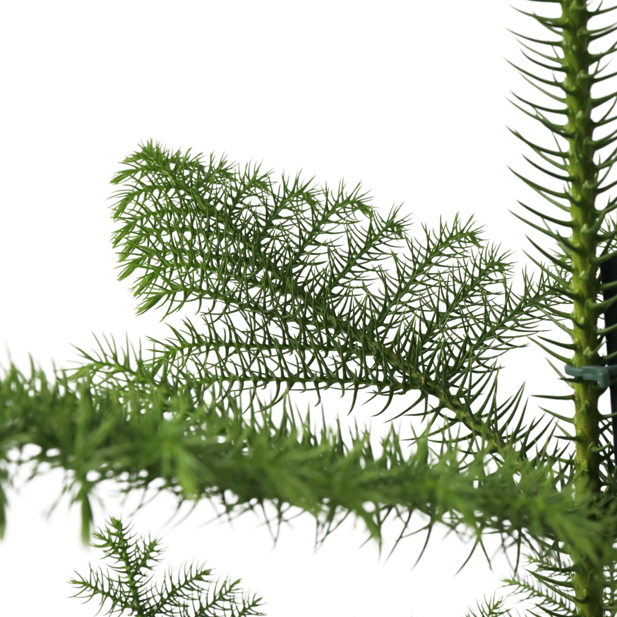 Pin de Norfolk - Araucaria heterophylla - Înălţime 50-60cm - ⌀17cm