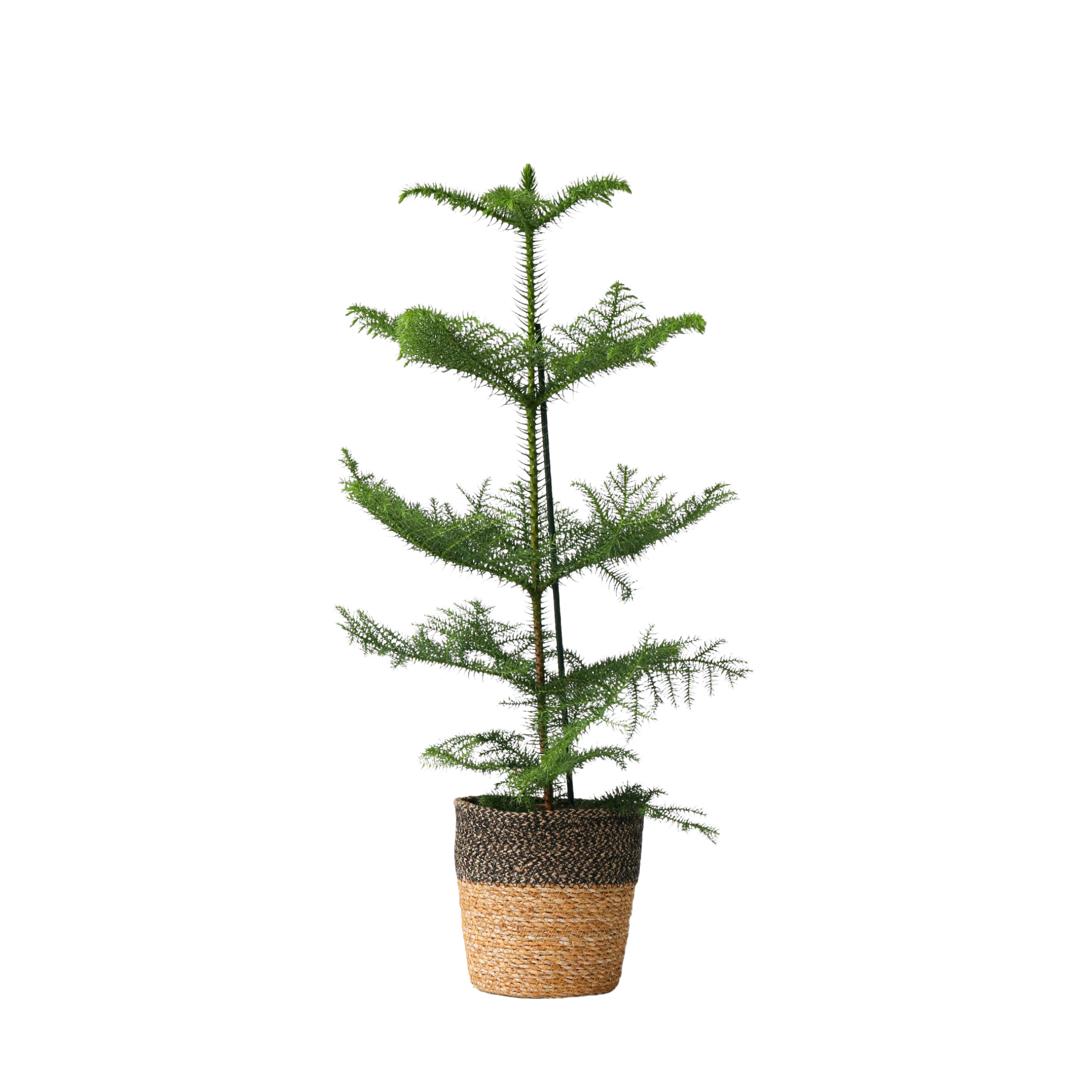 Pin de Norfolk - Araucaria heterophylla - Înălţime 50-60cm - ⌀17cm