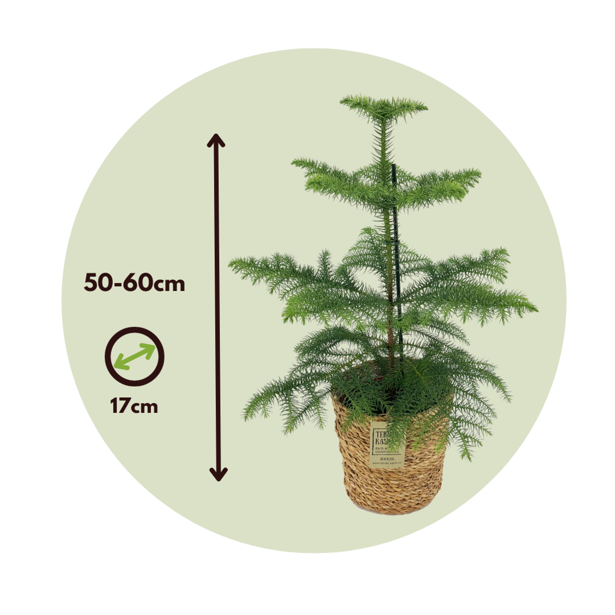 Pin de Norfolk - Araucaria heterophylla - Înălţime 50-60cm - ⌀17cm