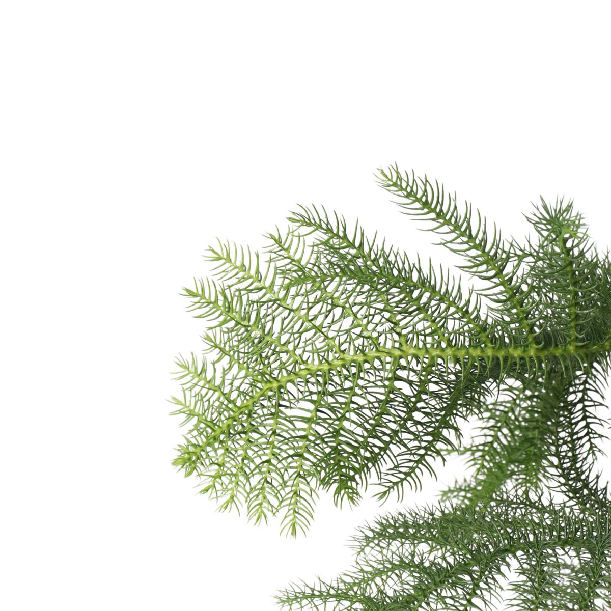 Pin de Norfolk - Araucaria heterophylla - Înălţime 70-80cm - ⌀21cm