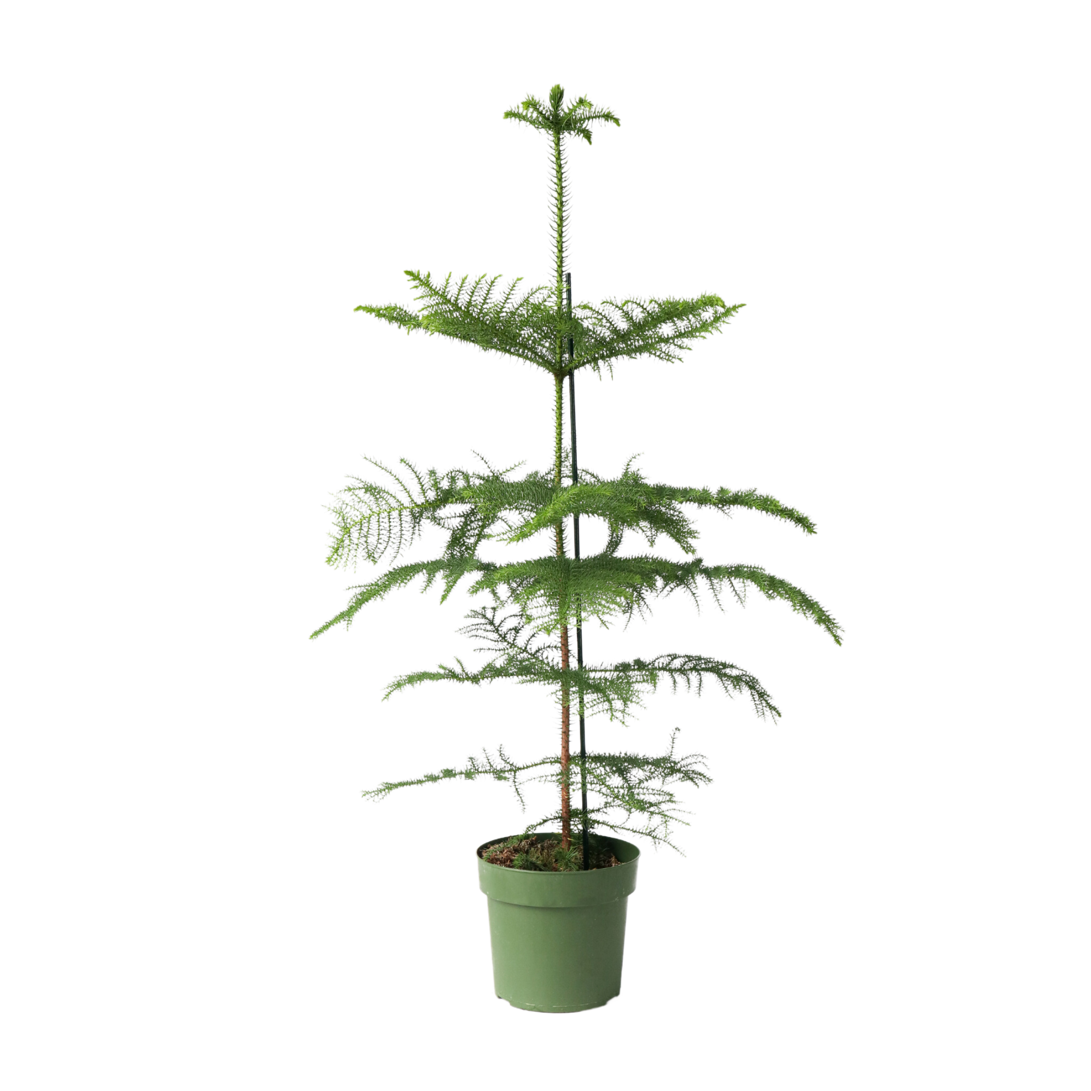 Pin de Norfolk - Araucaria heterophylla - Înălţime 70-80cm - ⌀21cm
