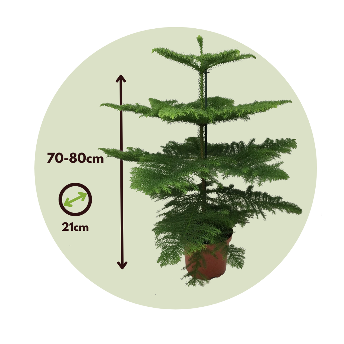 Pin de Norfolk - Araucaria heterophylla - Înălţime 70-80cm - ⌀21cm