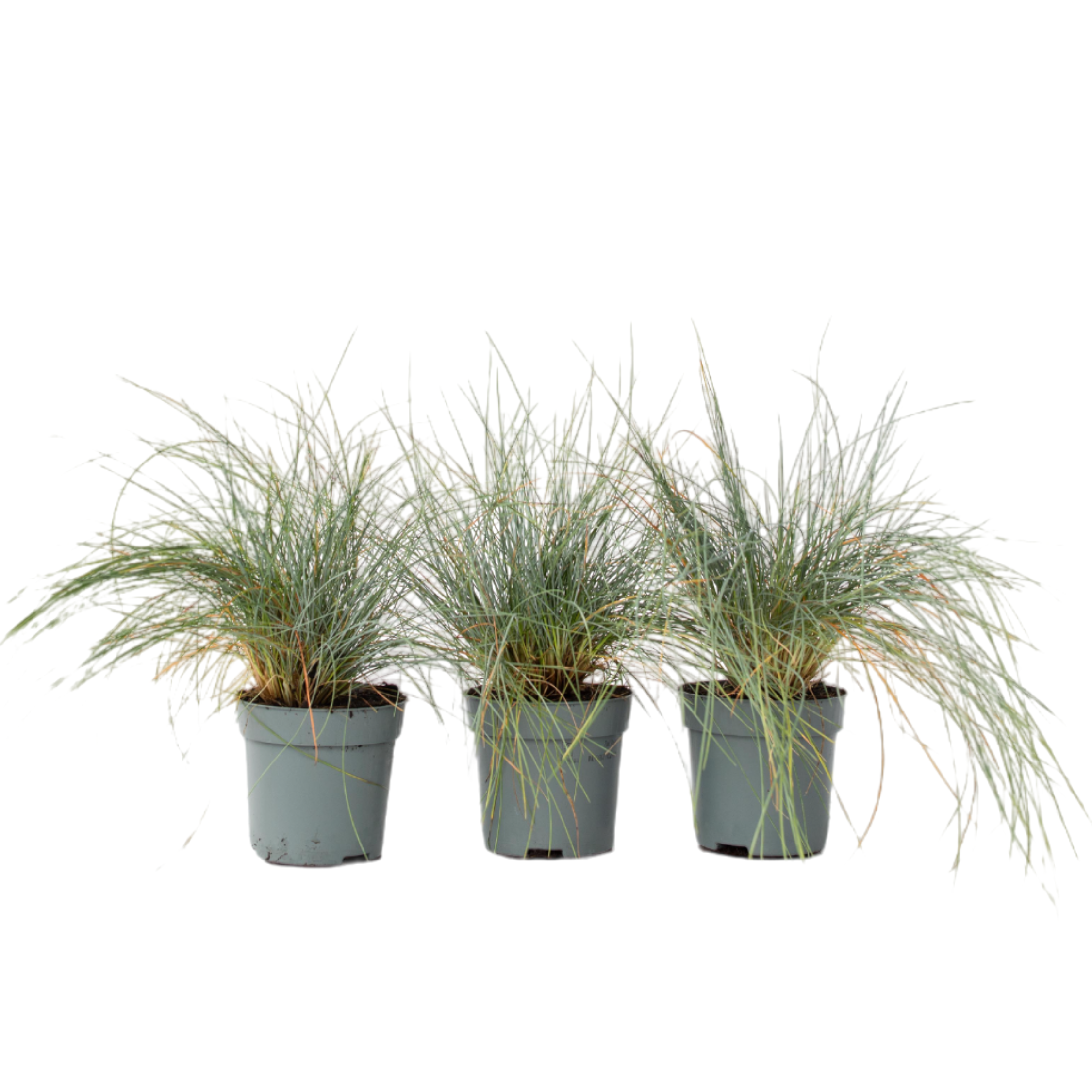 Iarbă albastră - 3 buc - Festuca glauca 'Elijah Blue' - Înălţime 10-15cm - ⌀9cm