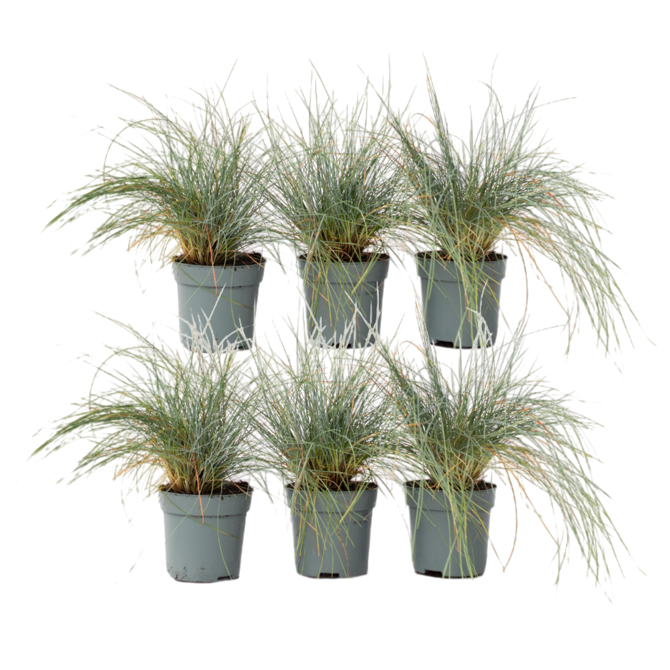 Iarbă albastră - 6 buc - Festuca glauca 'Elijah Blue' - Înălţime 10-15cm - ⌀9cm