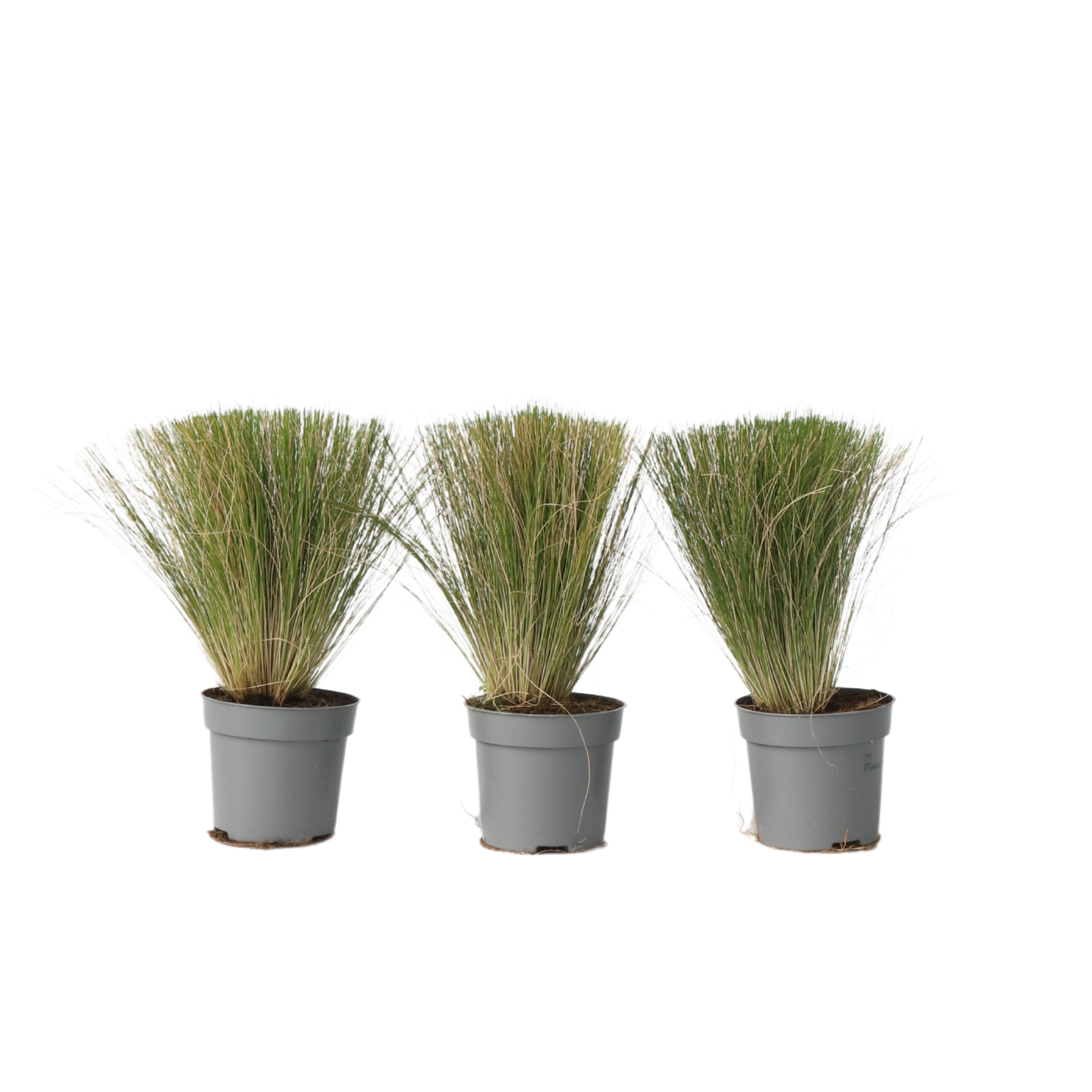 Iarba de stepă - 3 buc - Stipa tenuifolia 'Pony Tails' - Înălţime 20-30cm - ⌀9cm