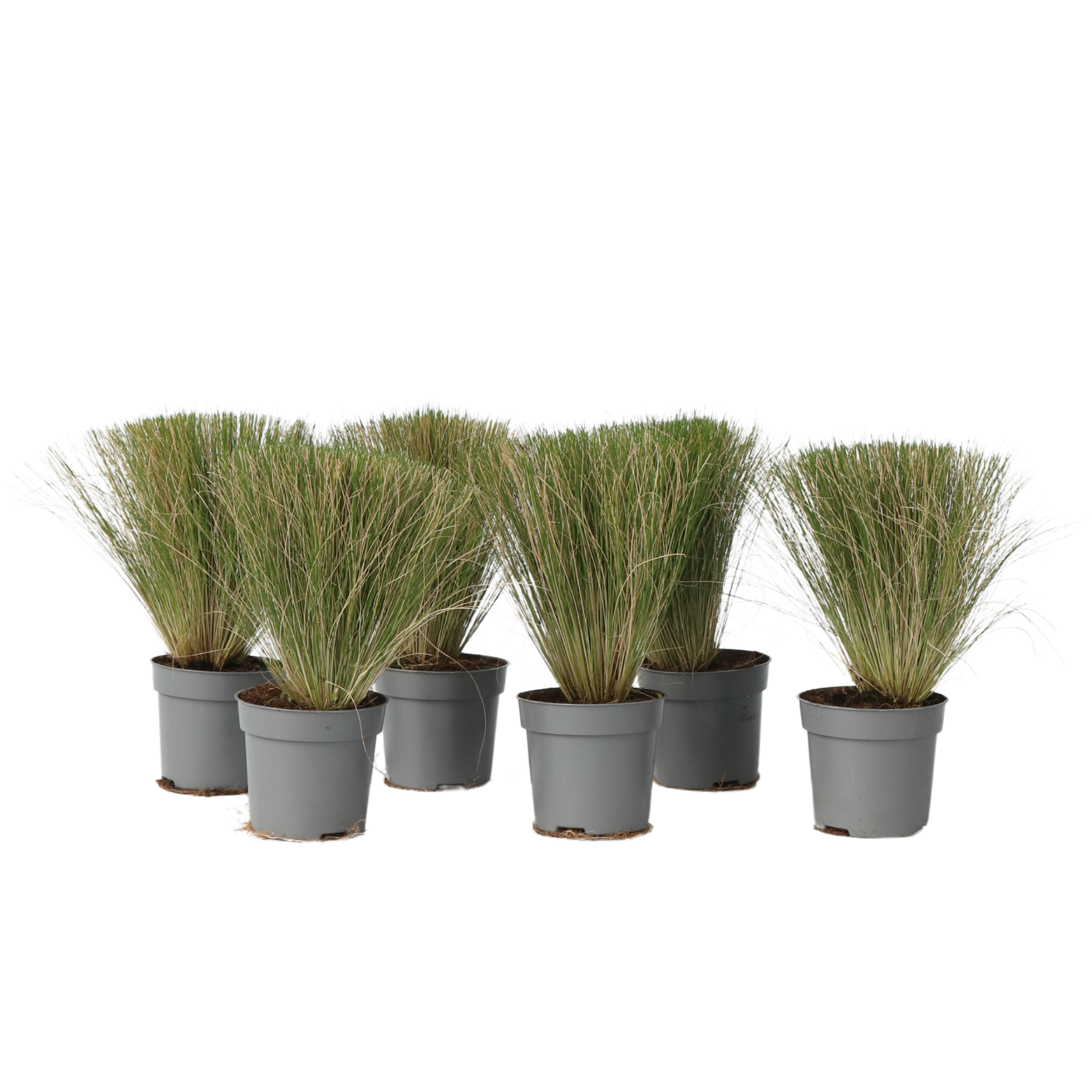 Iarba de stepă - 6 buc - Stipa tenuifolia 'Pony Tails' - Înălţime 20-30cm - ⌀9cm