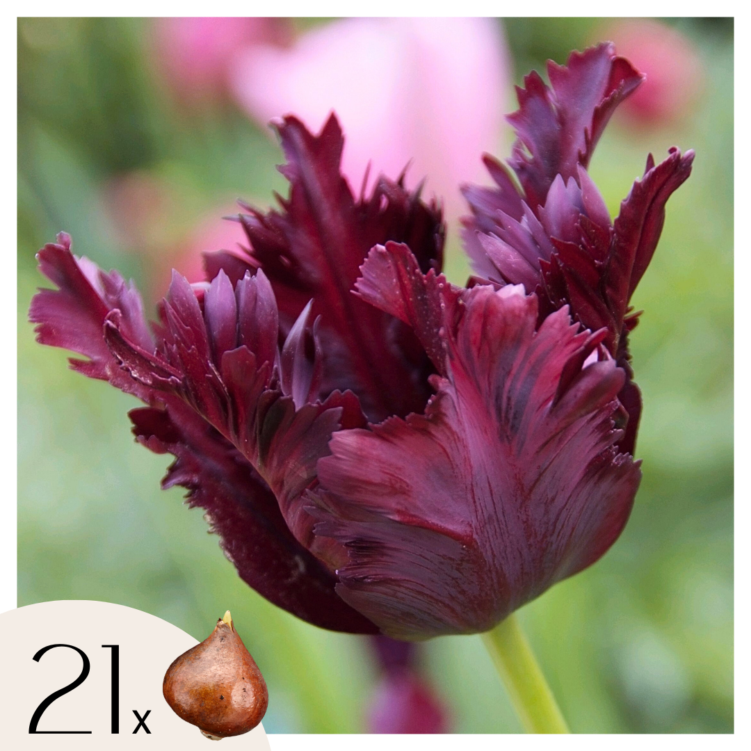 Bulbi de lalele - 21 buc - Tulipa 'Black Parrot' - Bulbi de flori - Violet