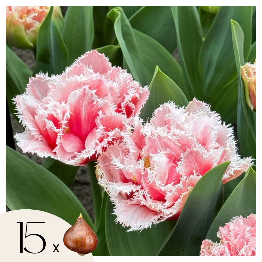 Bulbi de lalele - 15 buc - Tulipa 'Queensland' - Bulbi de flori - Roz