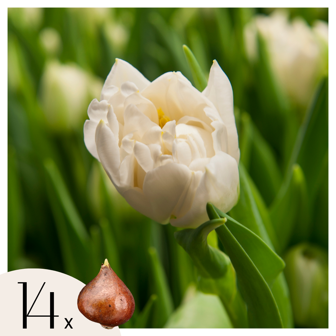 Bulbi de lalele - 14 buc - Tulipa 'Northcap' - Bulbi de flori - Galben