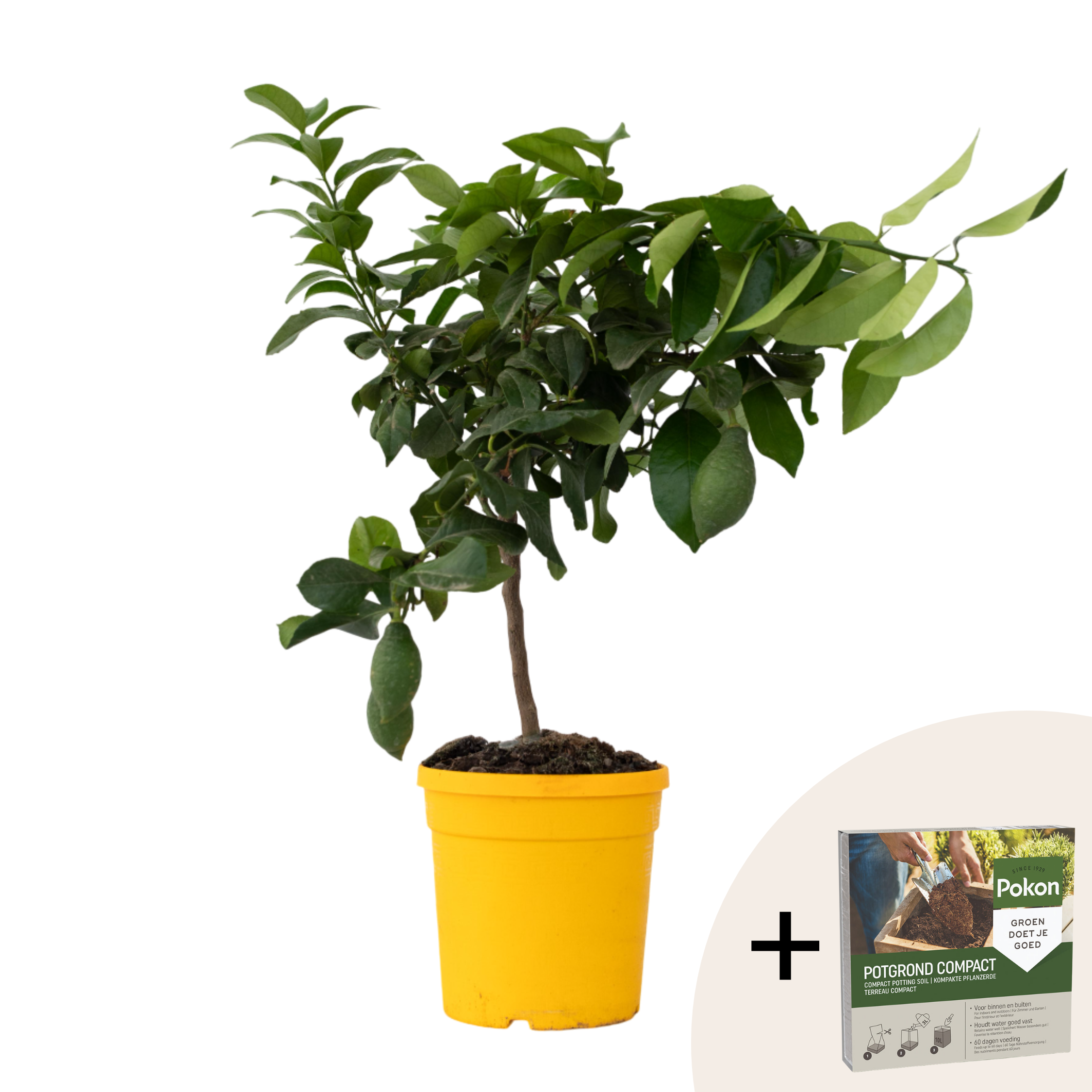 Lămâi - Citrus limon - Înălţime 60-70cm - ⌀19cm