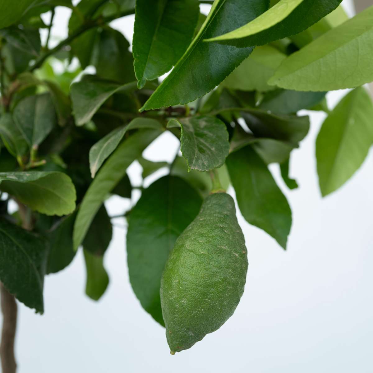 Lămâi - Citrus limon - Înălţime 60-70cm - ⌀19cm