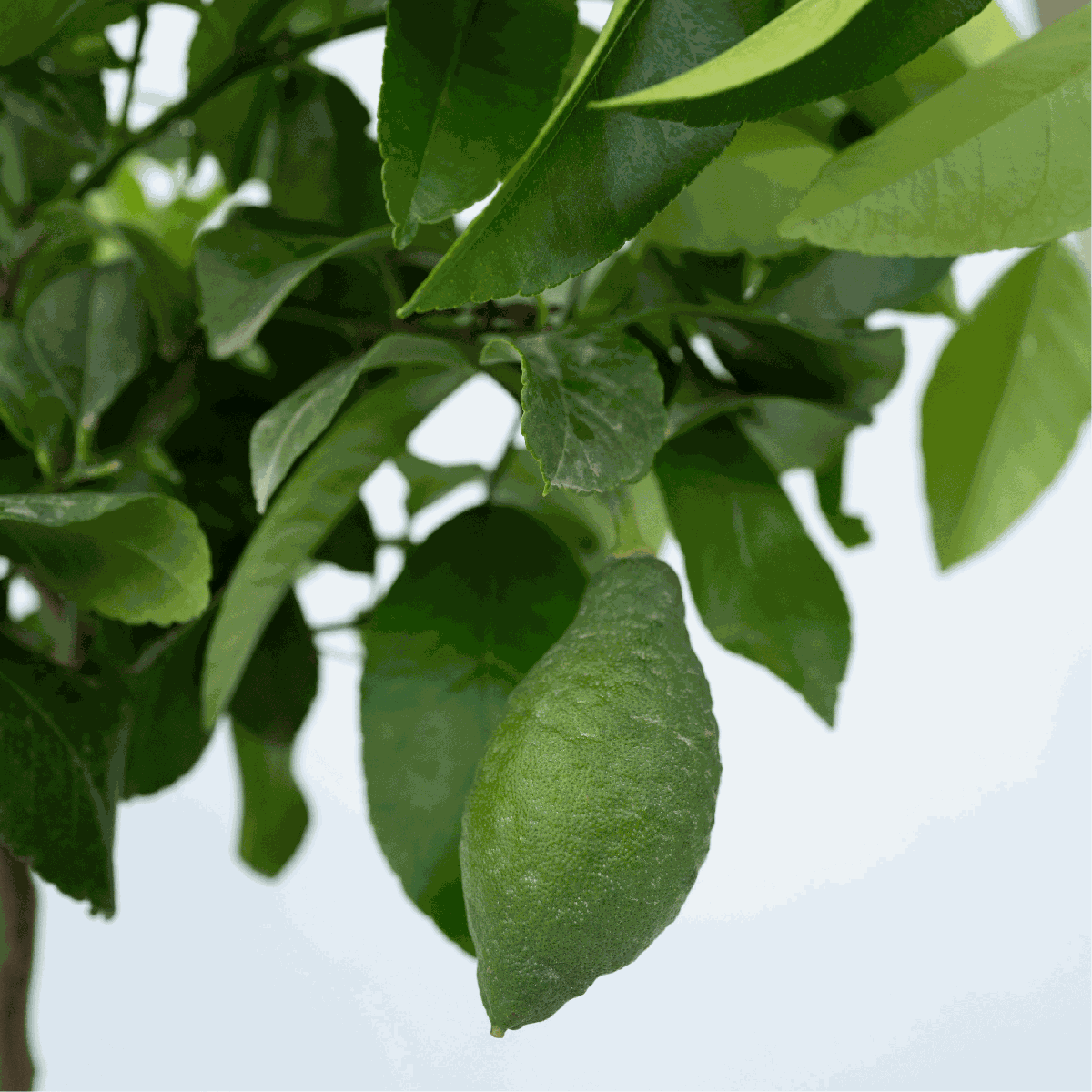 Lămâi - Citrus limon - Înălţime 60-70cm - ⌀19cm