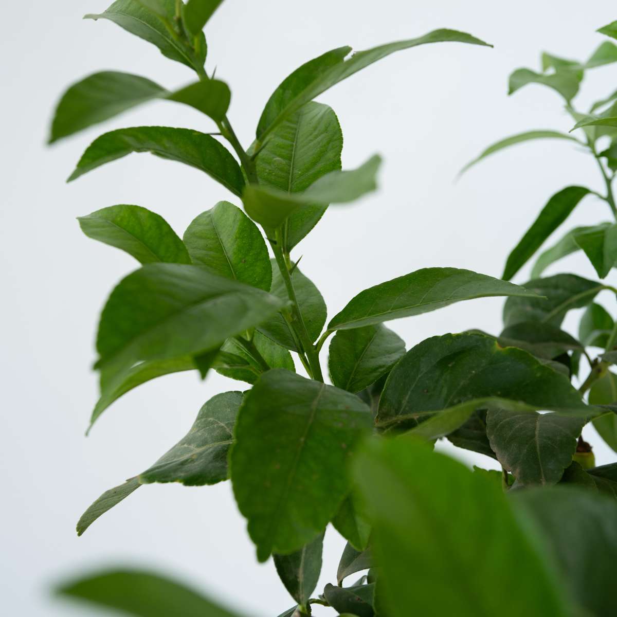 Lămâi - Citrus limon - Înălţime 60-70cm - ⌀19cm