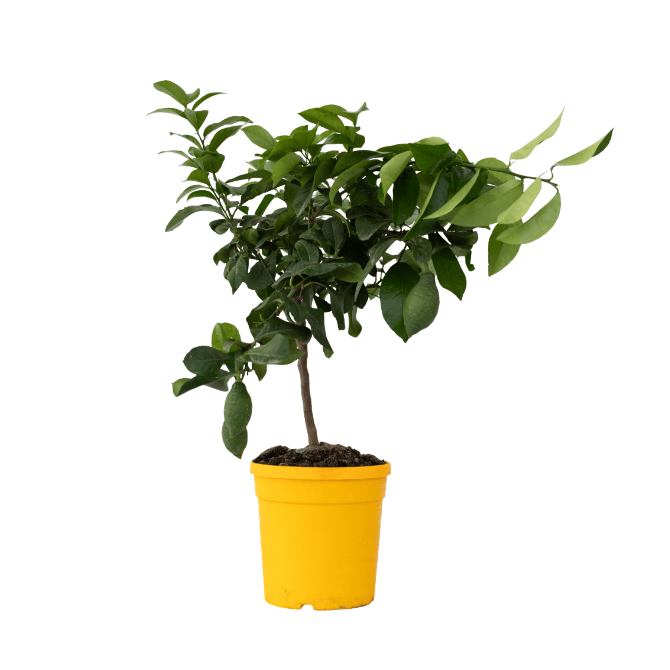 Lămâi - Citrus limon - Înălţime 60-70cm - ⌀19cm