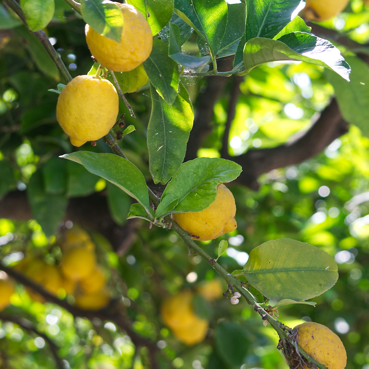 Lămâi - Citrus limon - Înălţime 60-70cm - ⌀19cm