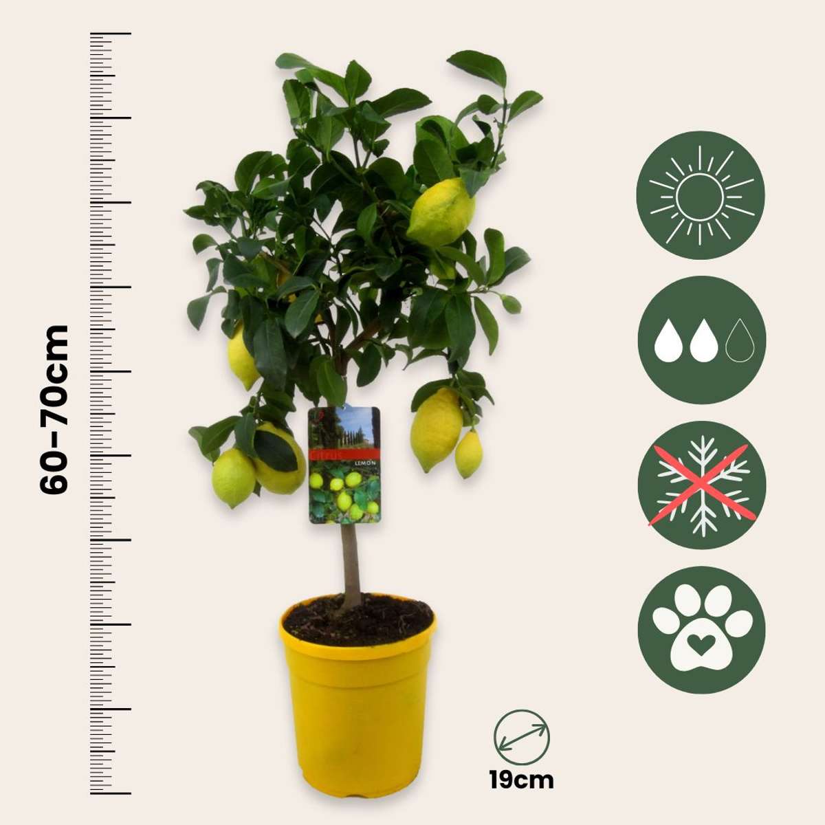 Lămâi - 2 buc - Citrus limon - Înălţime 60-70cm - ⌀19cm