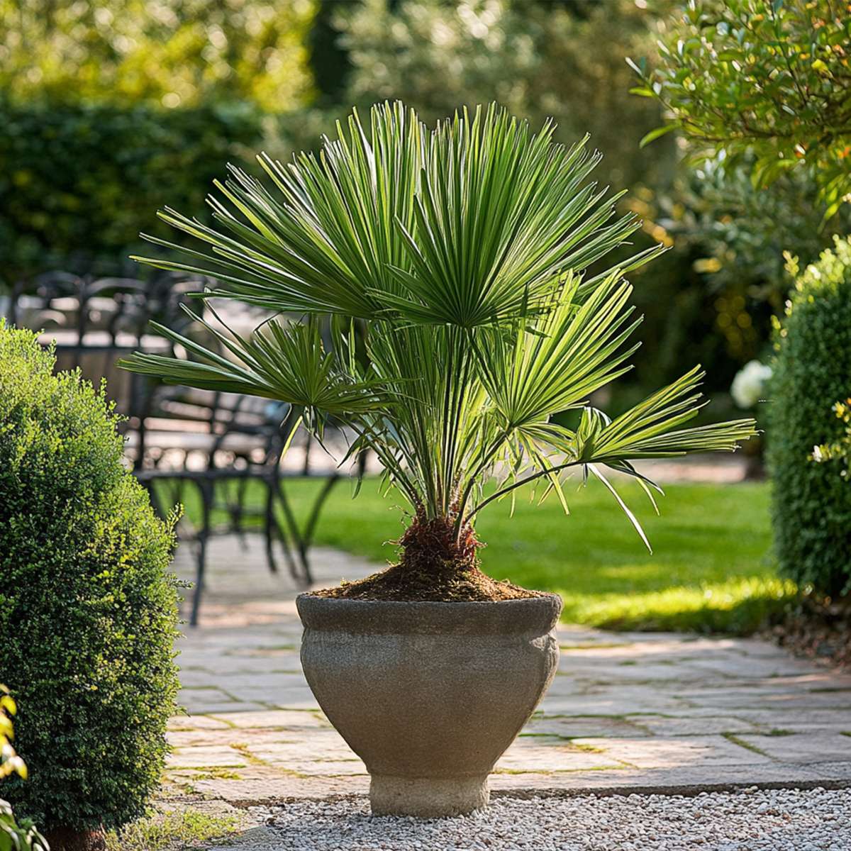 Palmier chinezesc pitic - Chamaerops humilis - Înălţime 50-60cm - ⌀15cm