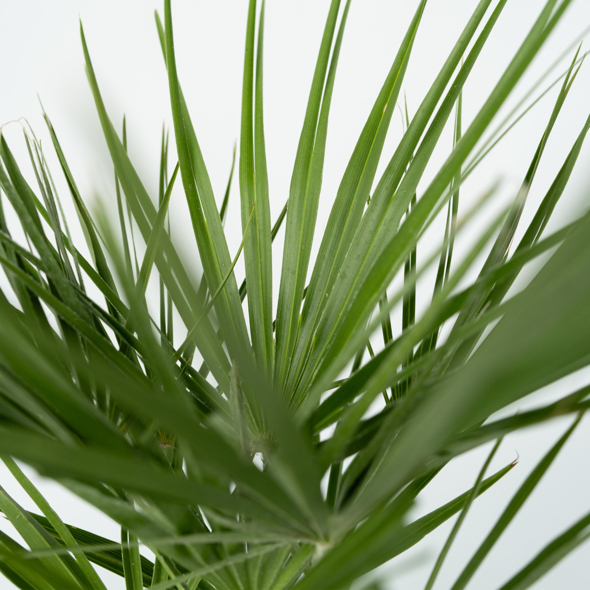 Palmier chinezesc pitic - Chamaerops humilis - Înălţime 50-60cm - ⌀15cm