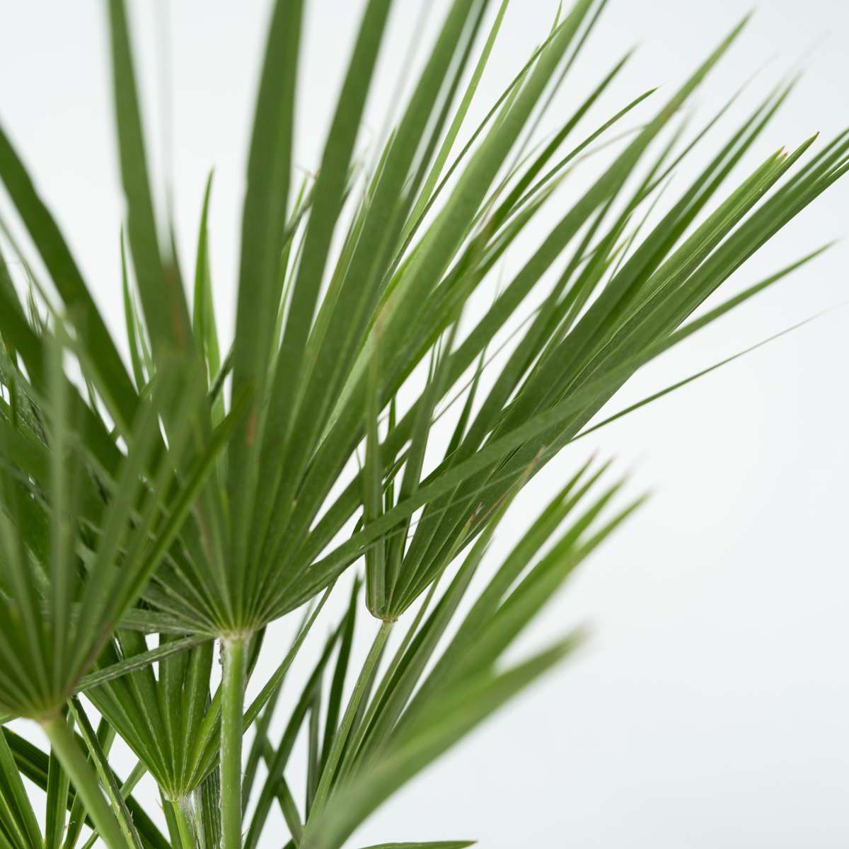 Palmier chinezesc pitic - Chamaerops humilis - Înălţime 50-60cm - ⌀15cm