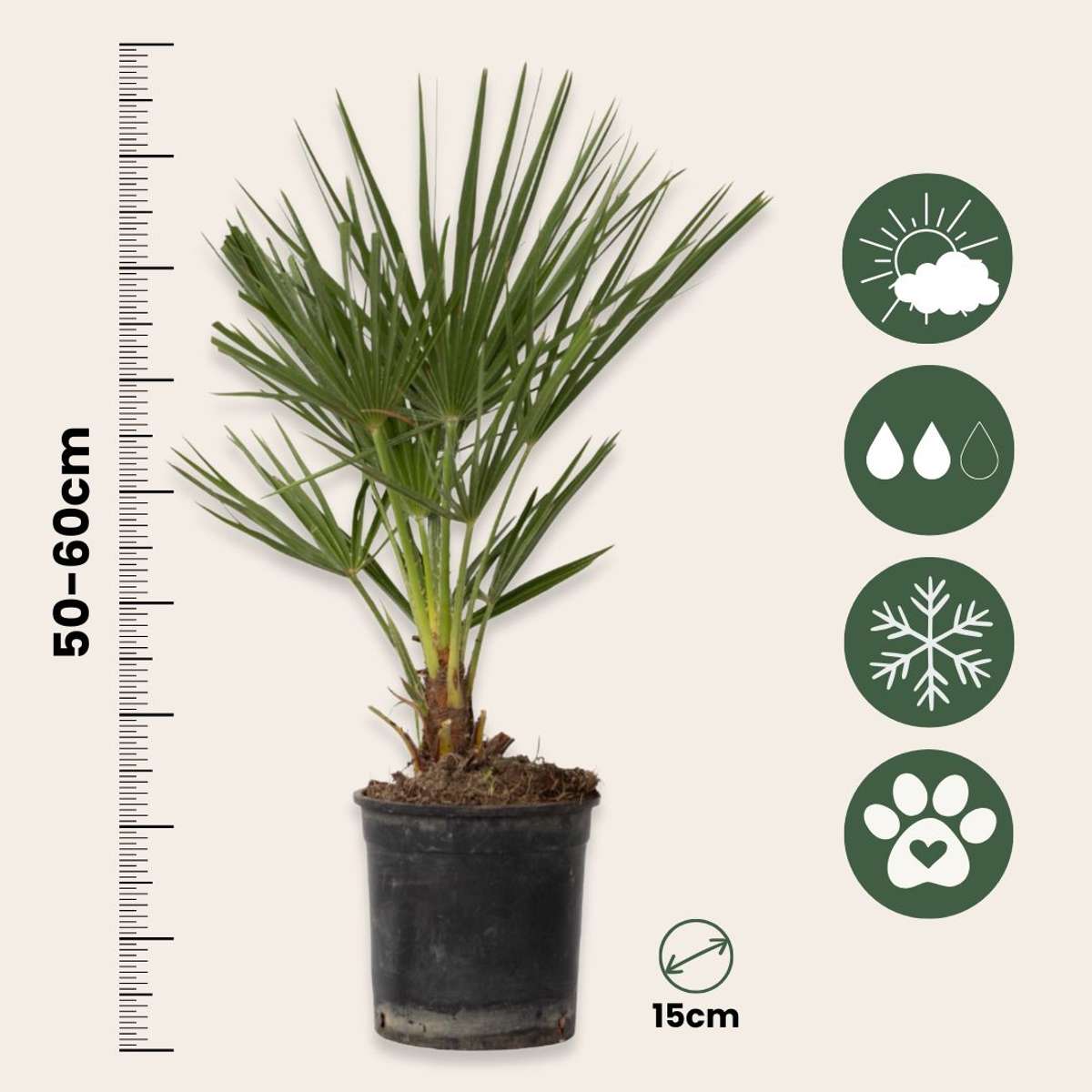 Palmier chinezesc pitic - Chamaerops humilis - Înălţime 50-60cm - ⌀15cm