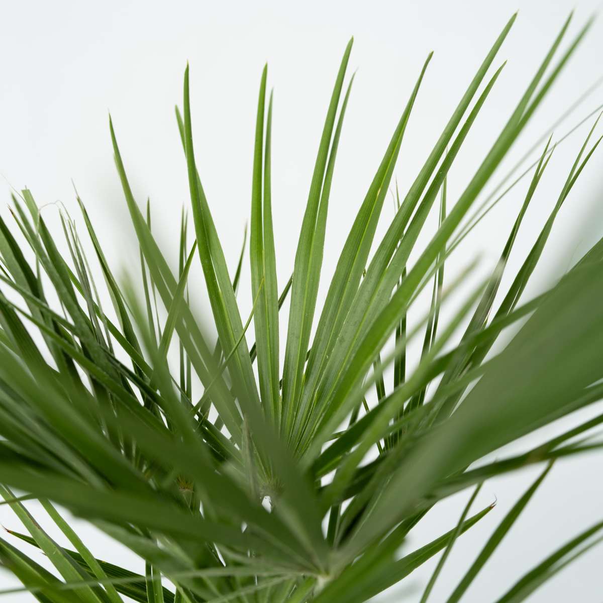 Palmier chinezesc pitic - 2 buc - Chamaerops humilis - Înălţime 50-60cm - ⌀15cm