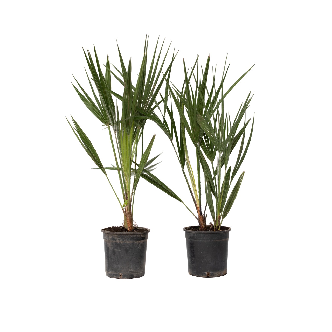 Palmier chinezesc pitic - 2 buc - Chamaerops humilis - Înălţime 50-60cm - ⌀15cm