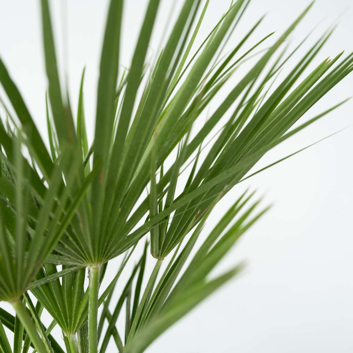 Palmier chinezesc pitic - Chamaerops humilis - Înălţime 70-80cm - ⌀21cm