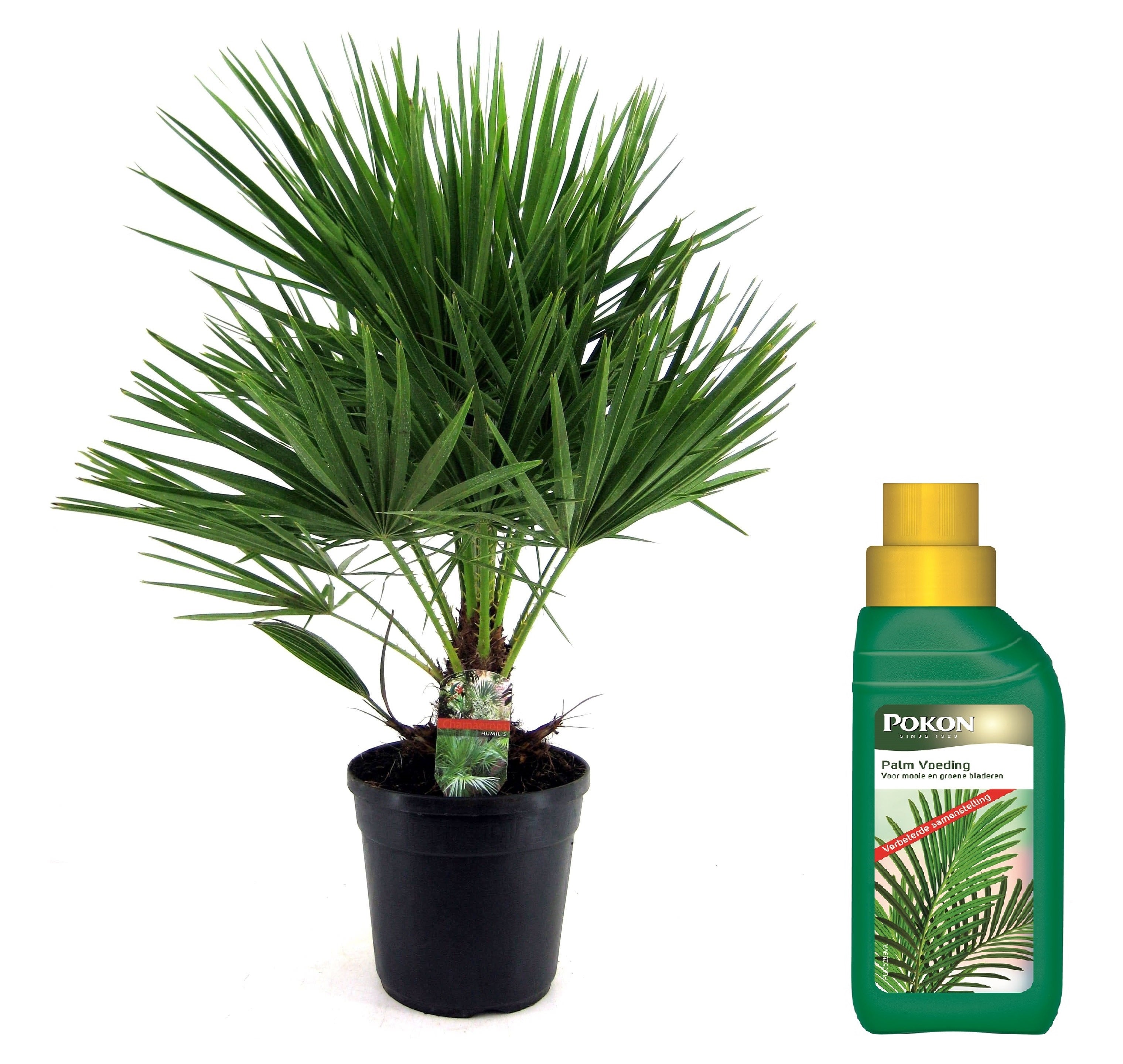 Palmier chinezesc pitic - Chamaerops humilis - Înălţime 70-80cm - ⌀21cm