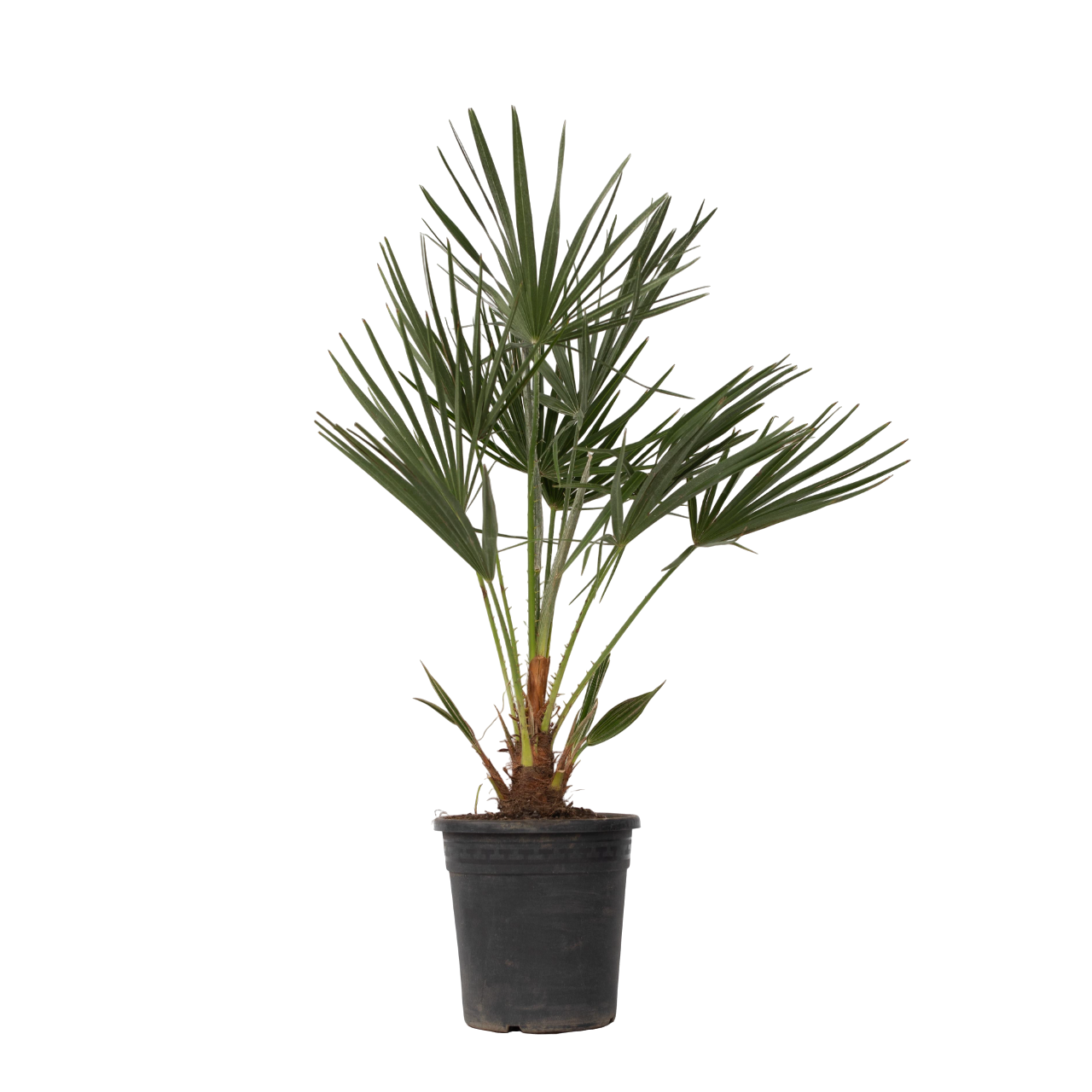 Palmier chinezesc pitic - Chamaerops humilis - Înălţime 70-80cm - ⌀21cm