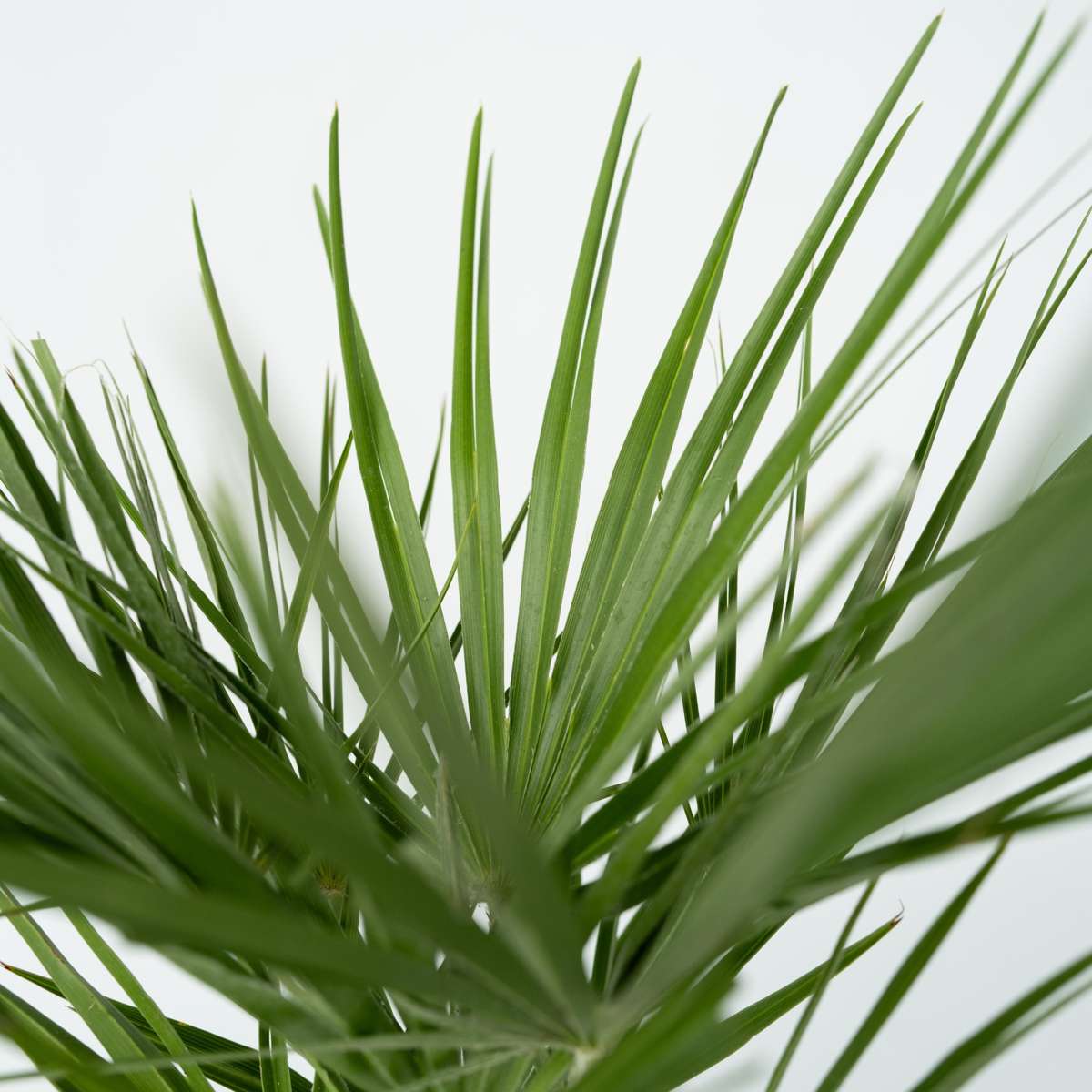 Palmier chinezesc pitic - 2 buc - Chamaerops humilis - Înălţime 70-80cm - ⌀21cm