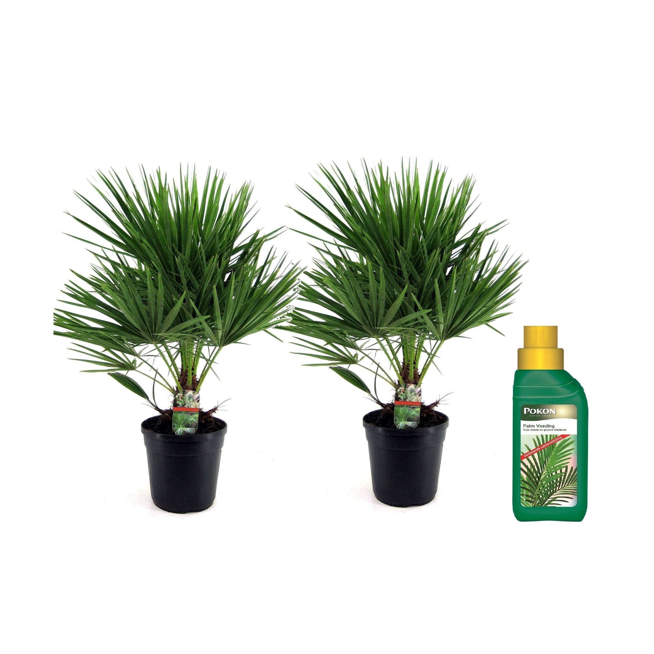 Palmier chinezesc pitic - 2 buc - Chamaerops humilis - Înălţime 70-80cm - ⌀21cm
