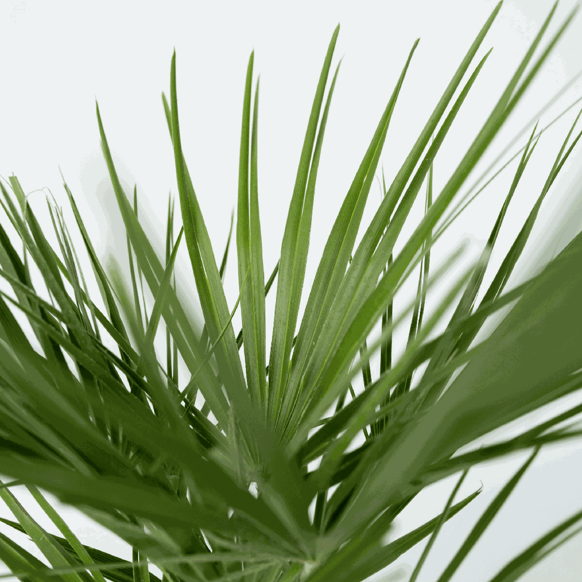 Palmier chinezesc pitic - 2 buc - Chamaerops humilis - Înălţime 70-80cm - ⌀21cm