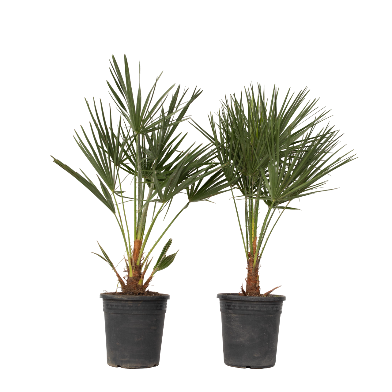 Palmier chinezesc pitic - 2 buc - Chamaerops humilis - Înălţime 70-80cm - ⌀21cm