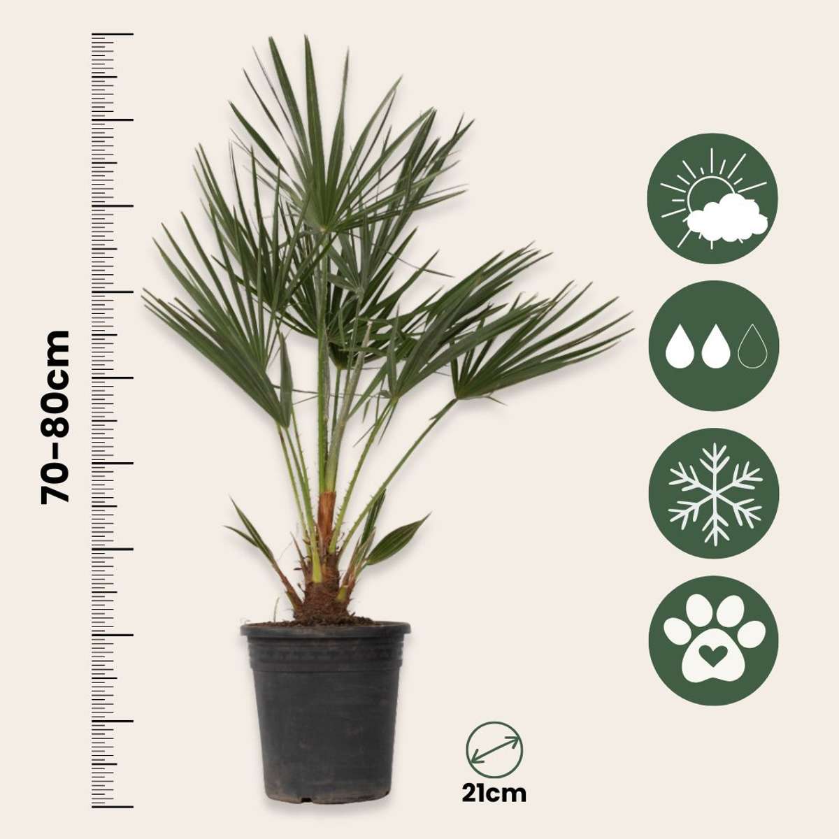 Palmier chinezesc pitic - Chamaerops humilis - Înălţime 70-80cm - ⌀21cm