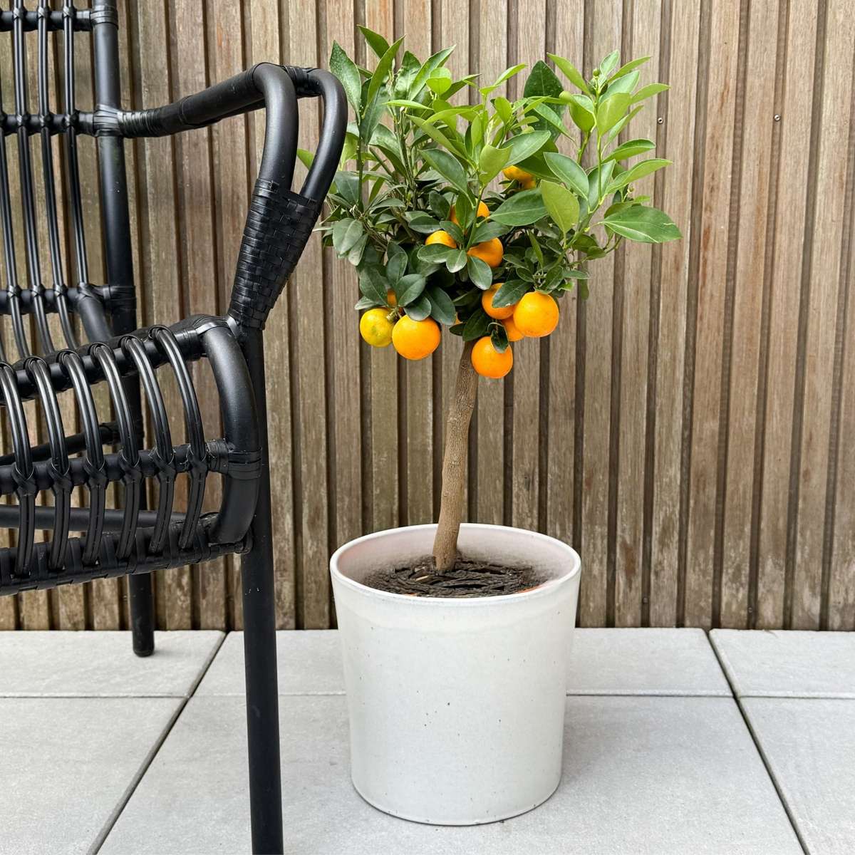 Portocal - Citrus mitis 'Calamondin' - Înălţime 55-65cm - ⌀19cm