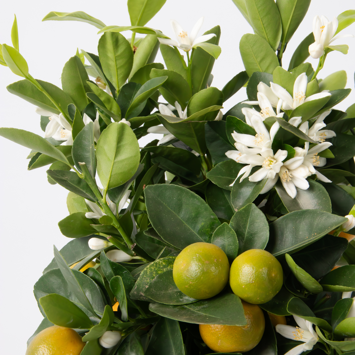 Portocal - Citrus mitis 'Calamondin' - Înălţime 55-65cm - ⌀19cm