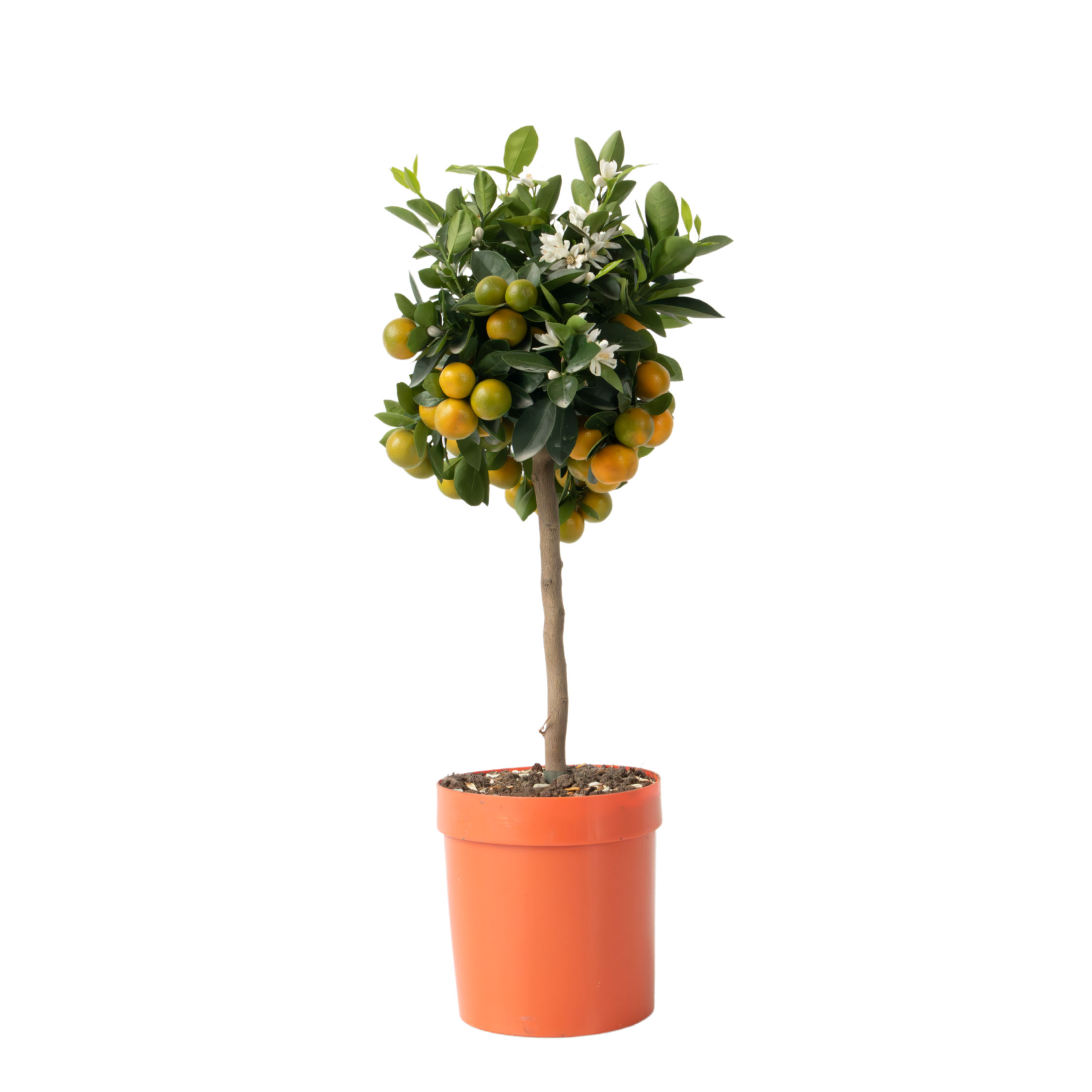 Portocal - Citrus mitis 'Calamondin' - Înălţime 55-65cm - ⌀19cm