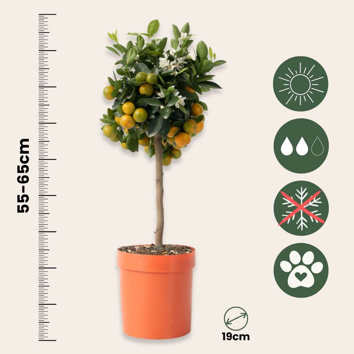 Portocal - Citrus mitis 'Calamondin' - Înălţime 55-65cm - ⌀19cm
