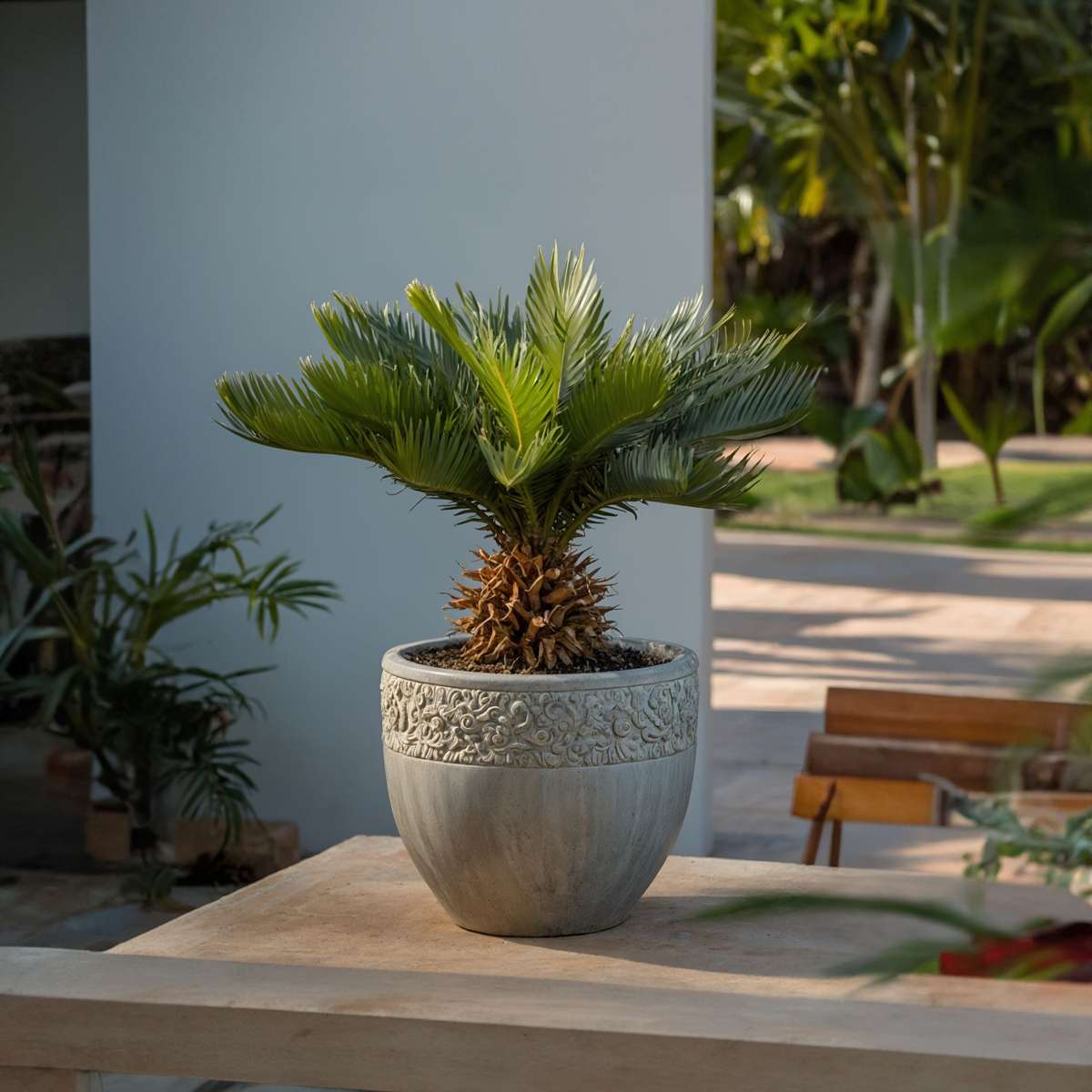 Sagotier japonez - Cycas revoluta - Înălţime 45-60cm - ⌀15cm