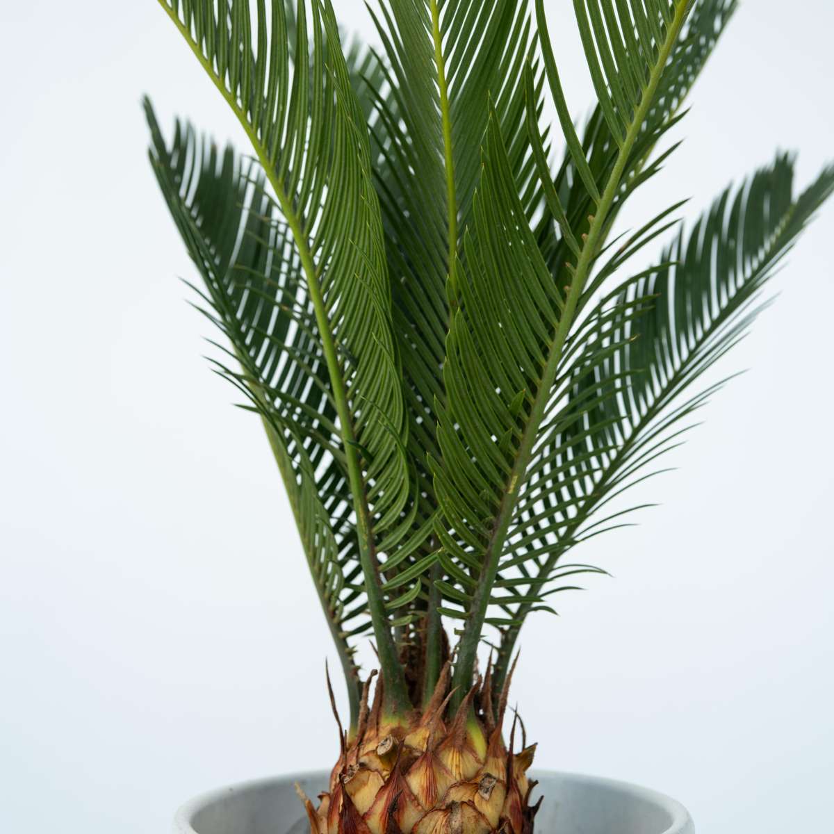 Sagotier japonez - Cycas revoluta - Înălţime 45-60cm - ⌀15cm