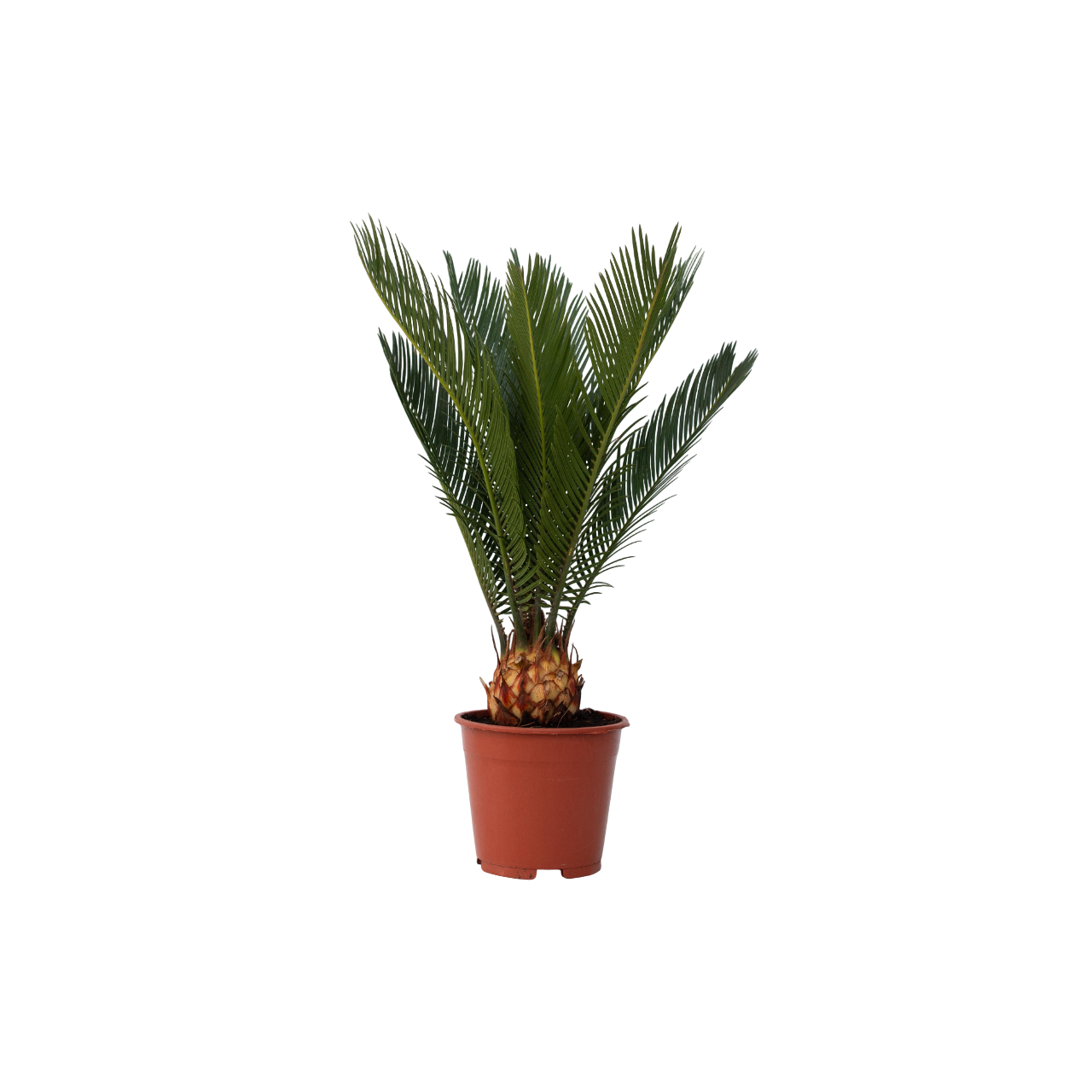 Sagotier japonez - Cycas revoluta - Înălţime 45-60cm - ⌀15cm