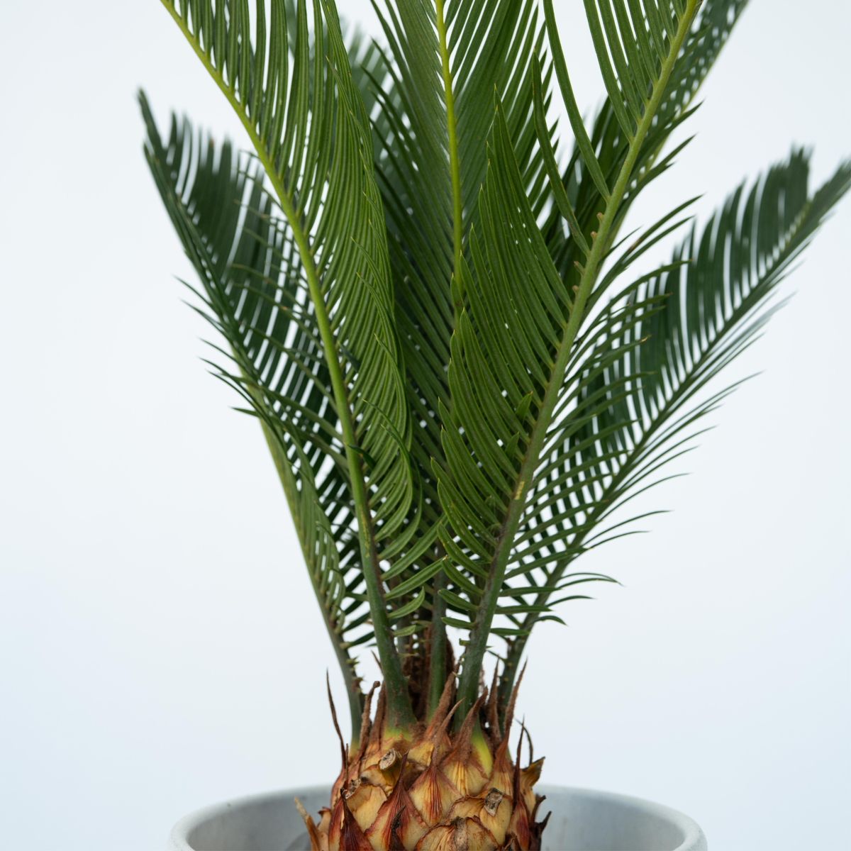 Sagotier japonez - 2 buc - Cycas revoluta - Înălţime 45-60cm - ⌀15cm