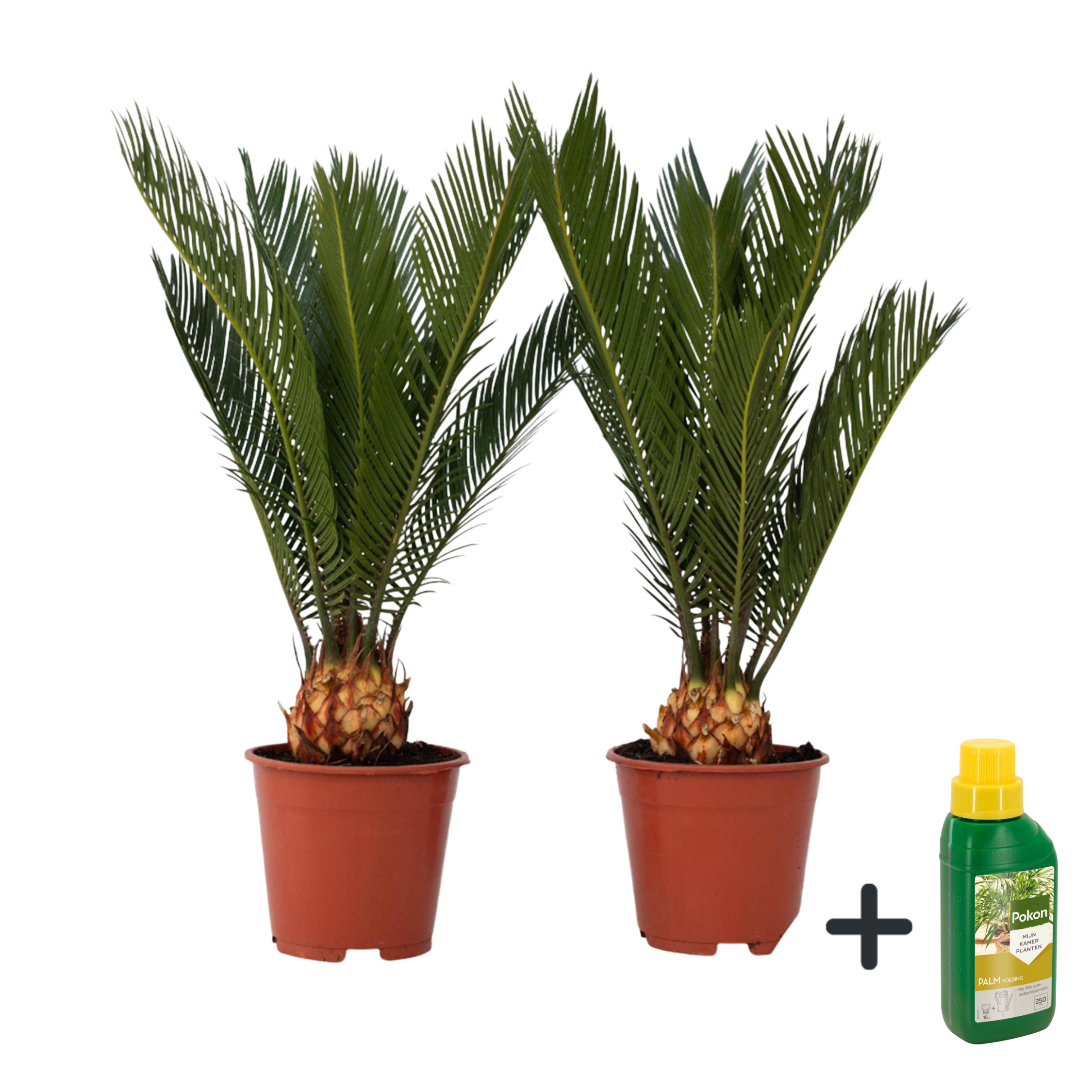 Sagotier japonez - 2 buc - Cycas revoluta - Înălţime 45-60cm - ⌀15cm