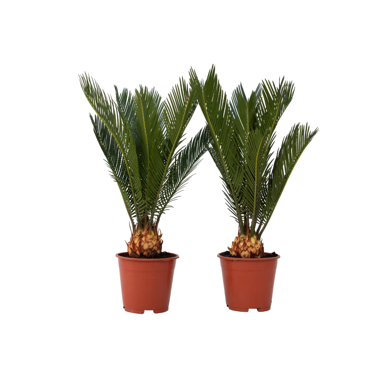 Sagotier japonez - 2 buc - Cycas revoluta - Înălţime 45-60cm - ⌀15cm