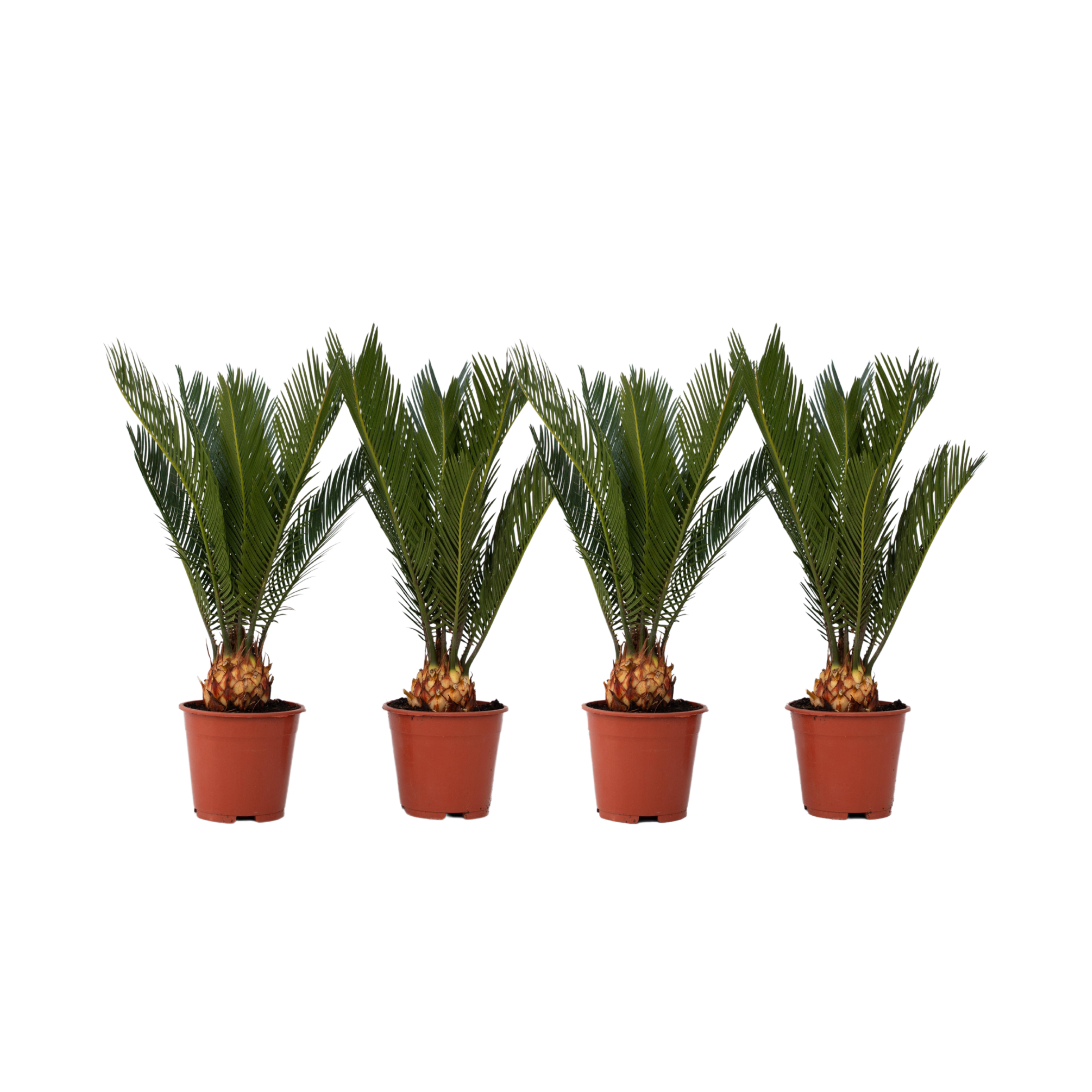 Sagotier japonez - 4 buc - Cycas revoluta - Înălţime 45-60cm - ⌀15cm