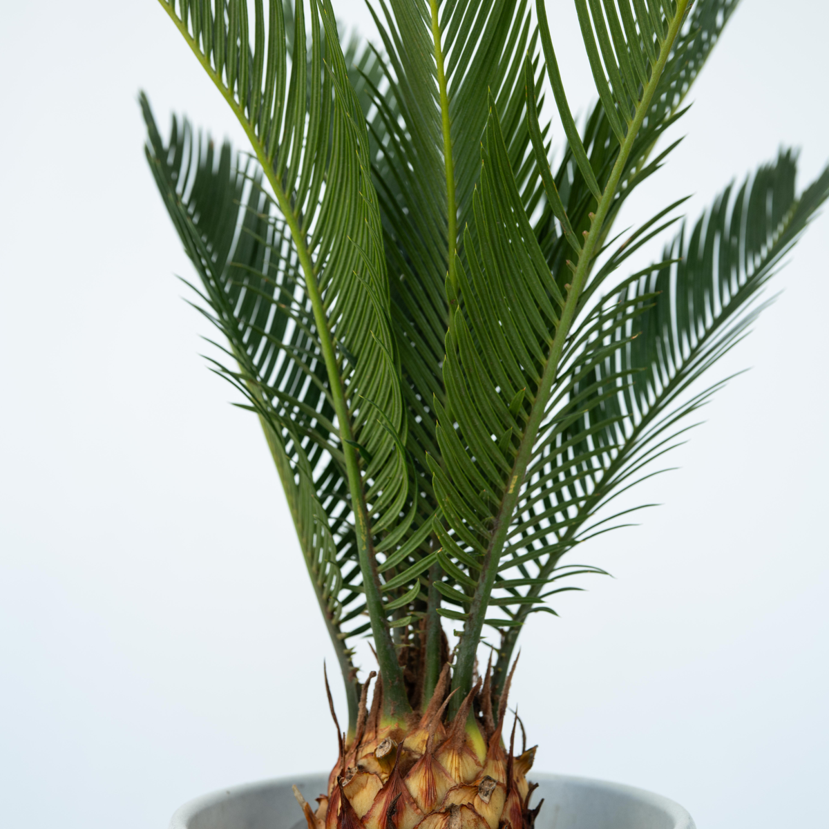 Sagotier japonez - 4 buc - Cycas revoluta - Înălţime 45-60cm - ⌀15cm