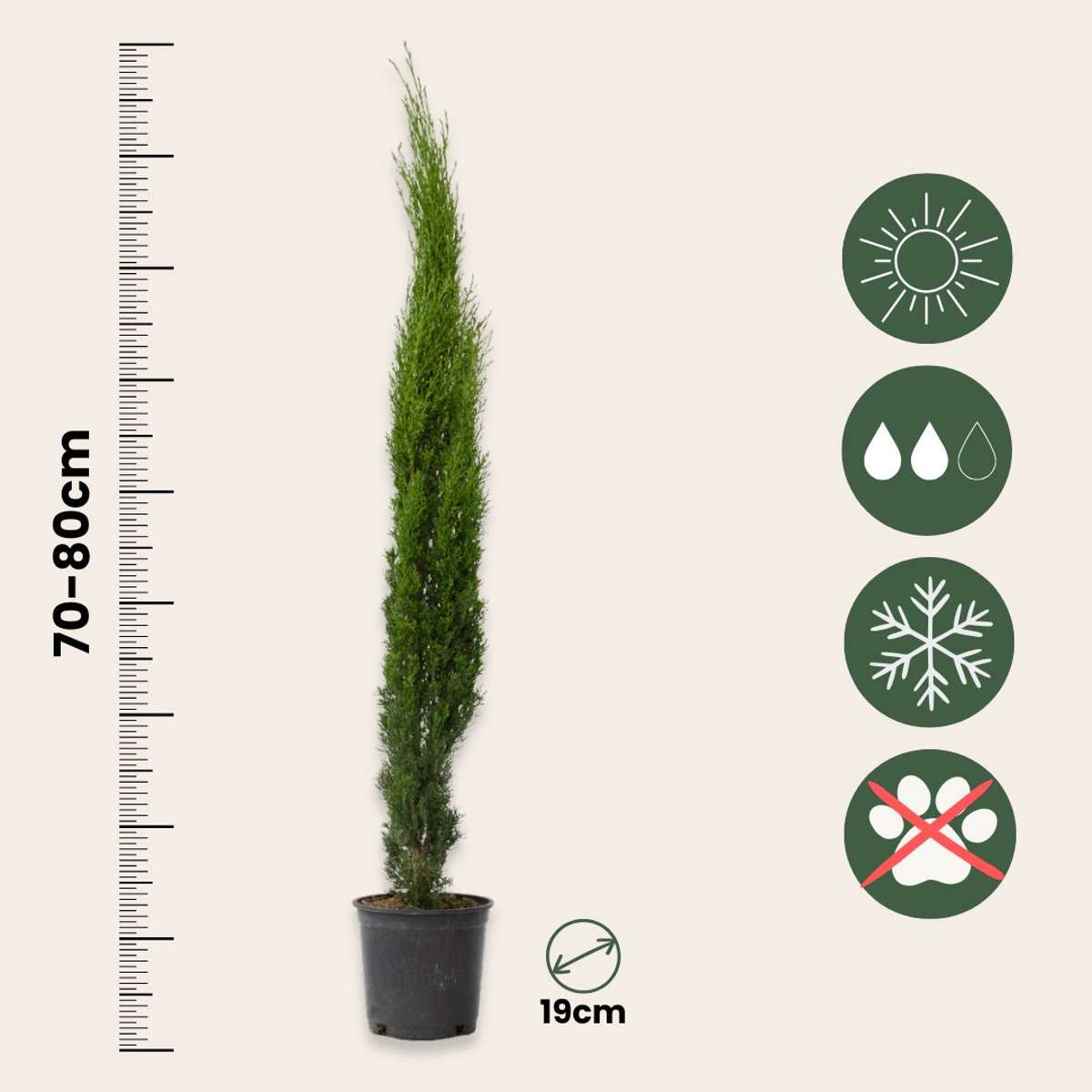 Chiparos - Cupressus sempervirens - Înălţime 70-80cm - ⌀19cm