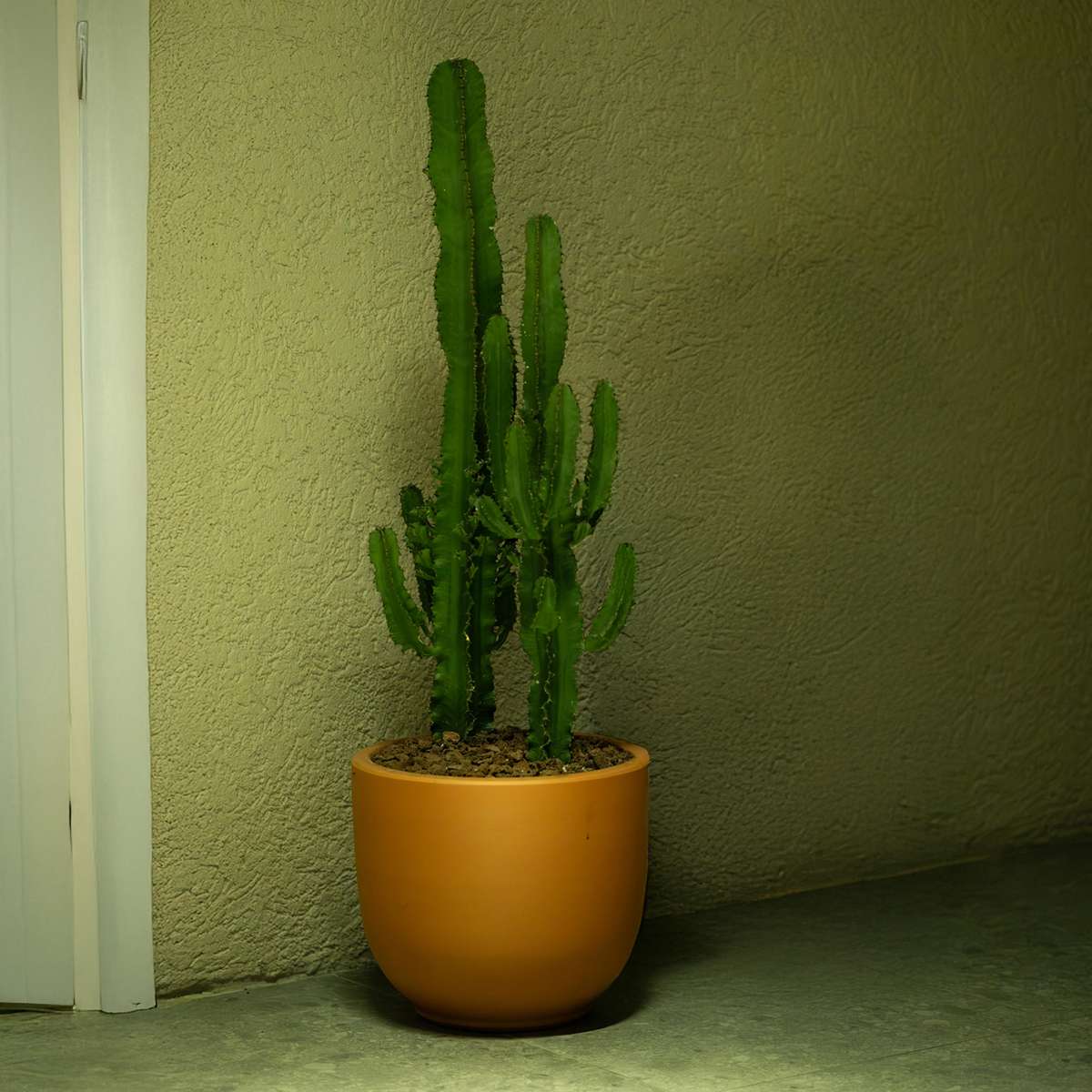 Cactus copacul candelabru - Euphorbia ingens - Înălţime 50-60cm - ⌀17cm